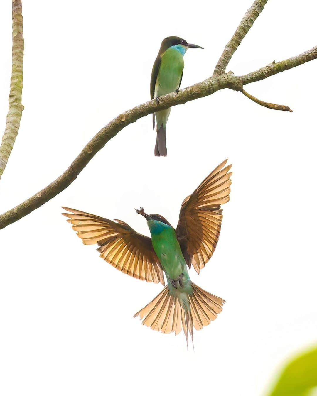 Canon Asiaさんのインスタグラム写真 - (Canon AsiaInstagram)「Coming in for a landing, with precious cargo in tow! 🛬 ⁣ ⁣ When it comes to bird photography, 'fight or flight' is a veritable way of life. The angle of this shot (with the wide open space of the ☀️ sky) is hardly ideal, but came with the opportunity to photograph this pair of Blue Throated Bee-Eaters. Thanks to the ultra-fast Animal Detection AF of the EOS R5 used in conjunction with Auto ISO, @y2chong captured the pair in all their glory, including one with a tasty 🐝 in its beak!⁣ -⁣ 📷 Image by @y2chong on Canon EOS R5 | RF100-500mm f/4.5-7.1L IS USM | 500mm | f/7.1 | ISO 3200 | 1/4000s⁣ ⁣ Got a stunning shot you're proud of? Tag them with #canonasia or submit them on My Canon Story, link in bio!⁣ -⁣ #TeamCanon #CanonAsia #CanonPhotography #CanonPhoto #CanonImages #CanonEOSR #Mirrorless #CanonLens #CanonColourScience #PhotoOfTheDay #IAmCanon #ThePhotoHour #BirdPhotography #WildlifePhotography」4月26日 14時45分 - canonasia