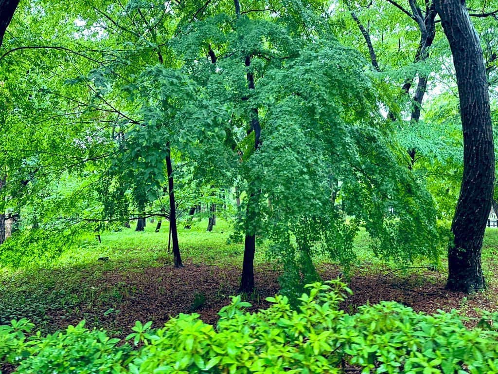 宍戸留美のインスタグラム：「#green #three #inokashirapark  #special #gairl #youtube  #rain #japan」