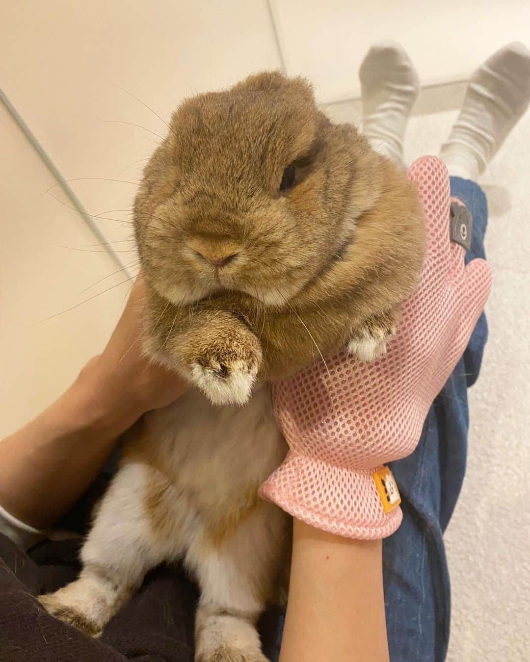 河島あみるさんのインスタグラム写真 - (河島あみるInstagram)「ことねえさん🐰 換毛期はいりましたーーー 掃除機＆ブラッシングおばさん出動💨 嫌われる要素しかない😢  でも抜けても抜けても生えるって ある意味羨ましいですね😜  #うさぎのことちゃん#うさぎのいる暮らし  #もふもふ#フサフサ#ネザーランドドワーフ女の子」4月26日 15時35分 - amiru_kawashima