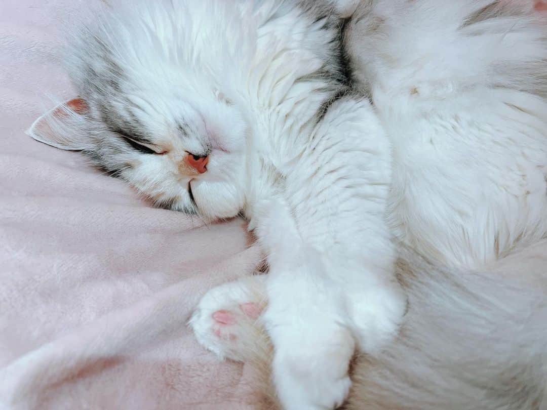 桜咲千依のインスタグラム：「最近あちゃりはお布団の中で、ほた枕元で寝てる(*´`)(´`*)♥️    #猫  #マンチカン  #ほたて」