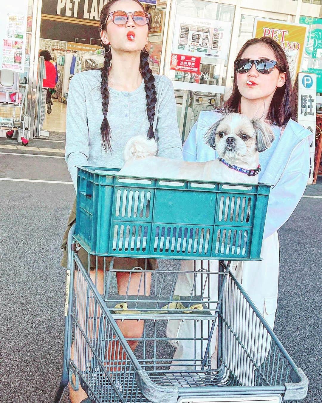 代田萌花のインスタグラム：「姉妹とまろん🐕 姉妹の癒しはマロン🌰  #姉妹#もかにな #シーズー#sister#愛犬#シーズー大好き部」