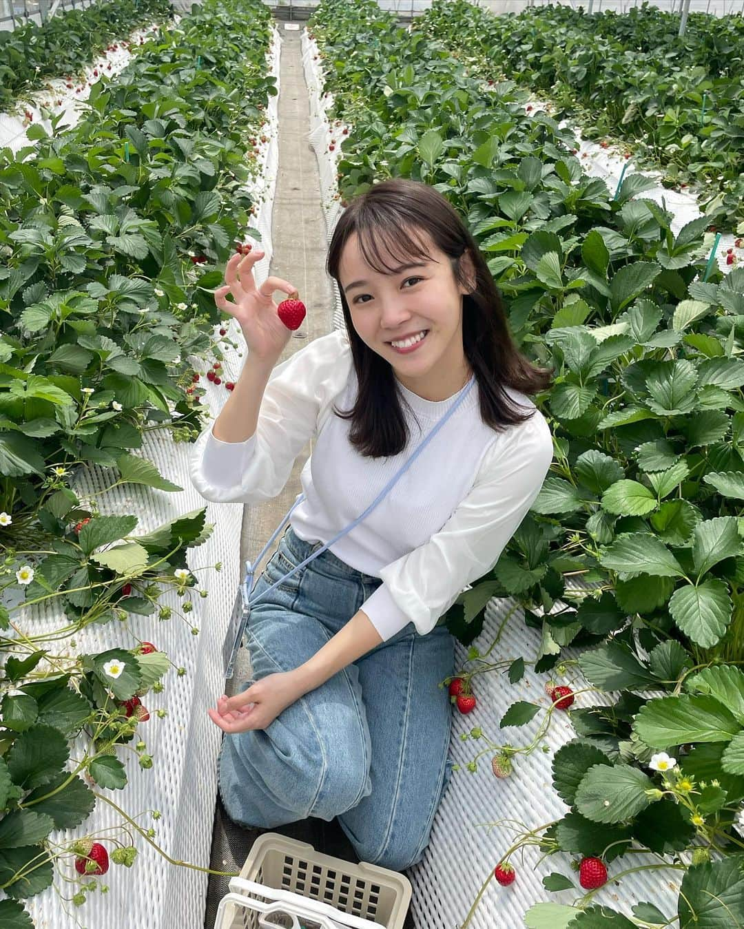 森千晴さんのインスタグラム写真 - (森千晴Instagram)「今年も行けましたいちご狩り🍓 8種類食べ比べ最高だった🤤🤤🤤  #食べ比べ好き #いちご狩り #ラストスパート」4月26日 16時06分 - mori.chiharu