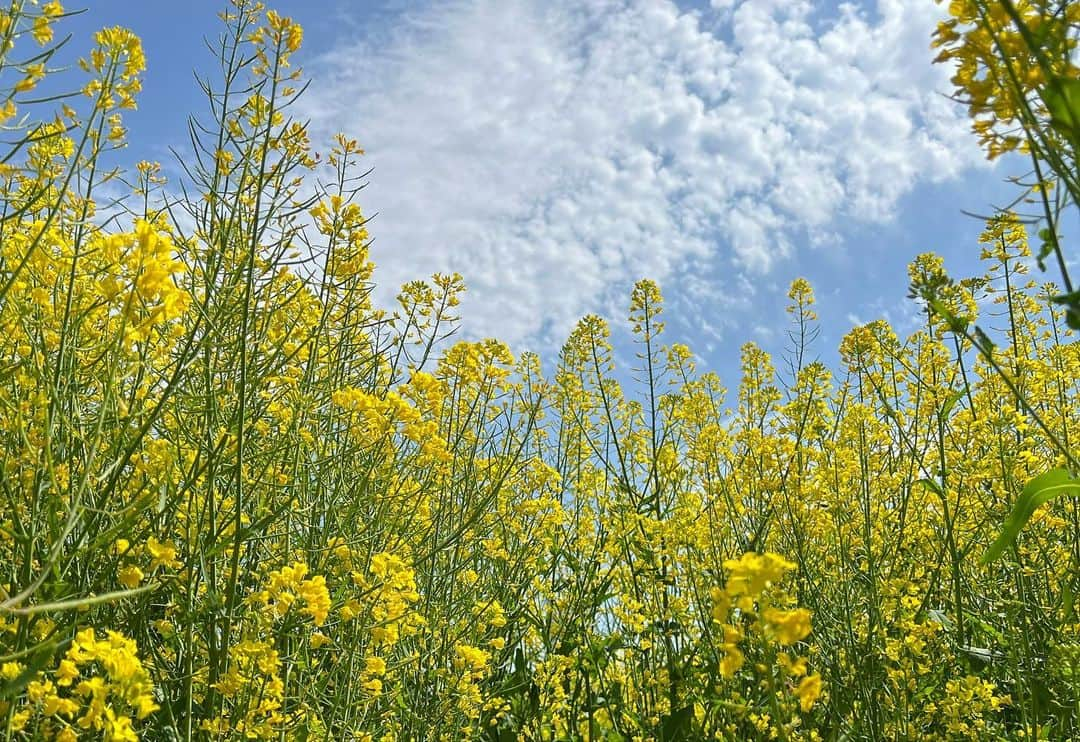 栗田航兵さんのインスタグラム写真 - (栗田航兵Instagram)「･  ナノハナ？🌻 ノンノンノン ヒト！  ⸝ဗီူ⸜  #OCTPATH」4月26日 21時45分 - _kurigohan