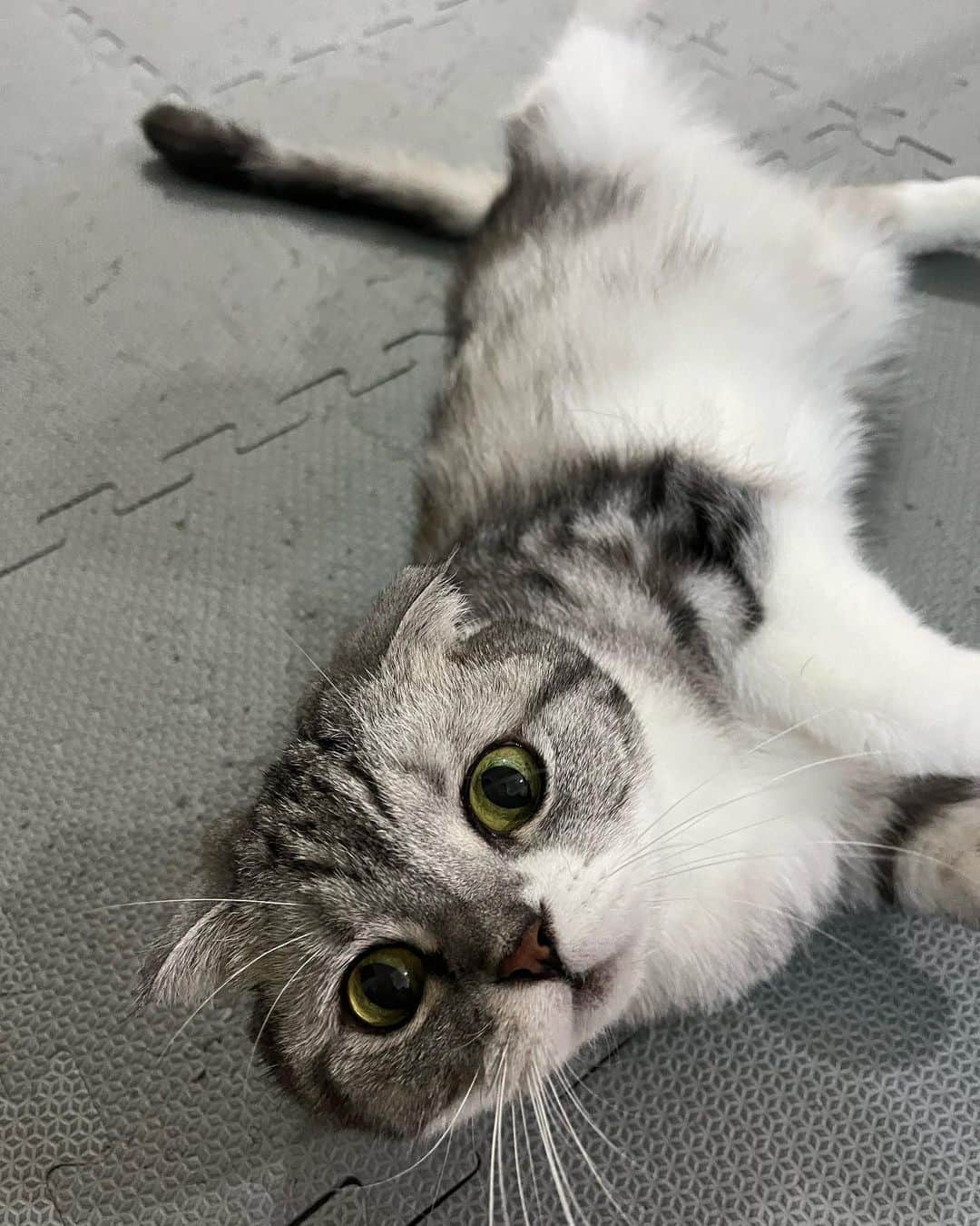 KATSUOのインスタグラム：「ママに甘えてるヨ  #cat#cats#catstagram #catsofinstagram #katsuo#猫#ねこ」
