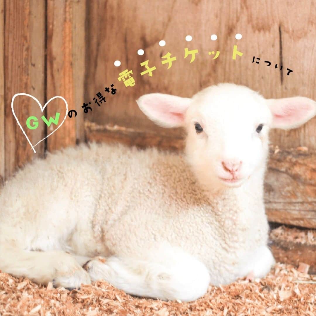 のインスタグラム：「【🎏ゆめぼくGW情報🐮】  GWのお出かけ先は決まりましたか？ 5/3(水)～6(土)の期間は、GW特別入場料金になります。  🌷入場料金🌷 大人(中学生以上)・・・1,900円 小人(3歳以上)・・・1,100円 シニア(65歳以上)・・・1,700円 大型犬・・・1,800円 中・小型犬・・・1,300円  🚗駐車料金🚗 普通車・・・1,000円 大型車・・・1,500円 二輪車・・・700円  お得な前売りチケット（通常価格から100円引き）もご用意していますので、是非ご利用ください😊  窓口に並ばす、すいすい入場できます！ 電子チケット購入はこちら👇 https://ticket.mamakoe.jp/detail/939/2984  #成田ゆめ牧場 #gw #gw旅行 #千葉観光 #成田観光」