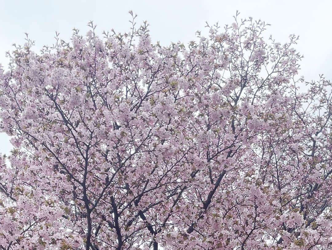 石野智子さんのインスタグラム写真 - (石野智子Instagram)「🌸🍃」4月26日 16時56分 - uhb_ishino