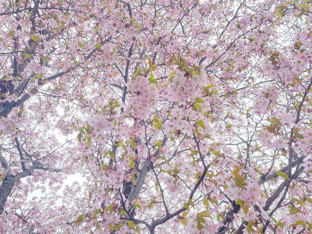 石野智子さんのインスタグラム写真 - (石野智子Instagram)「🌸🍃」4月26日 16時56分 - uhb_ishino