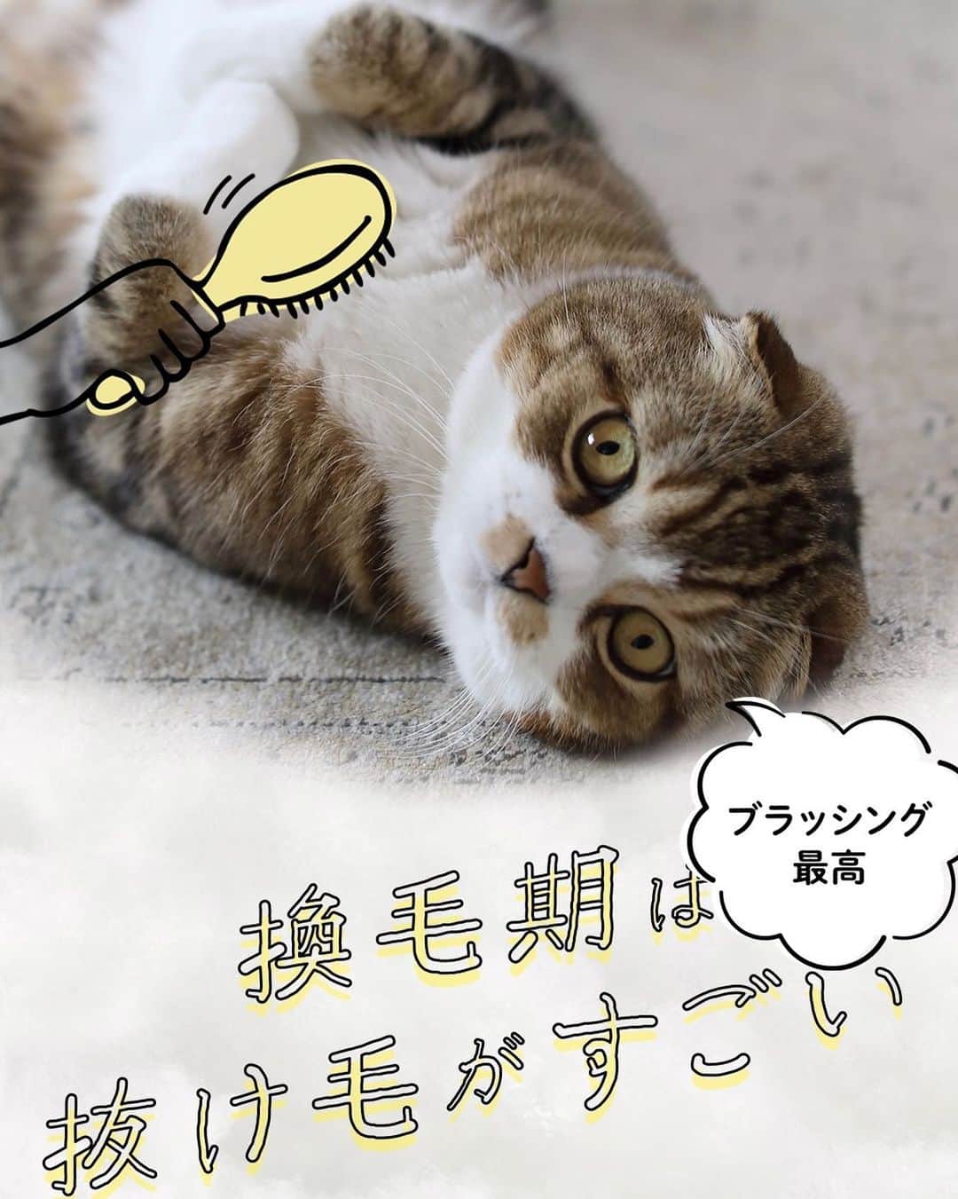 yayoi89のインスタグラム：「今日はお知らせだにゃー📢🐵 東京ガスの新しいアカウントがオープン❣️  @mytokyogas_pet  ペットと一緒に出来る省エネのヒントや 画像や動画で遊べるフィルターが毎月登場します  うずらちゃんも早速使ってみました  4月は[毎日のブラッシングで一石二鳥！]  ブラシで換毛期の抜け毛をとってあげたら お掃除も楽になりますね 掃除機使う時間も短縮で省エネ😆 小さい事でも積み重ねだにゃ🐵☝️   我が家のにゃんこーズはみんなブラシが大好き💕スキンシップの大事な時間になってます   ⚡️フィルター内のアイテムは自由に位置が変えられて色々遊べます⚡️   #マイ東京ガスpet　を付けて投稿すると myTOKYOGASのサイトで紹介されるかも✨   #mytokyogas #arフィルター　#pr #猫　#にゃんこ #かわいい #スコティッシュフォールド #cat #猫のいる暮らし」