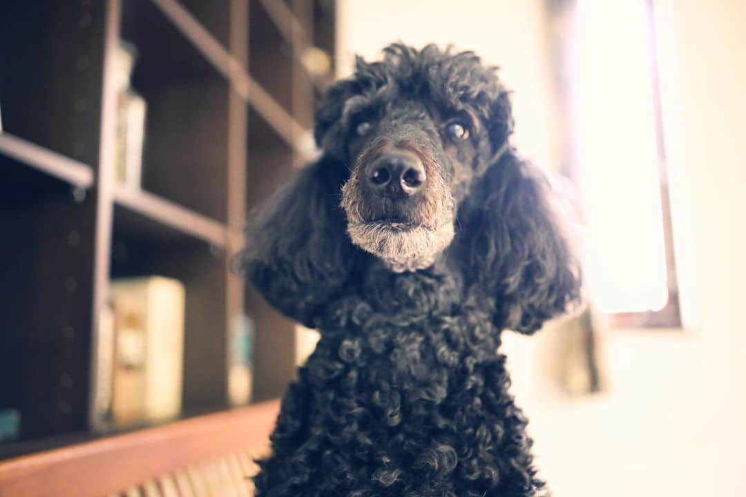 佐藤東弥のインスタグラム：「魔犬、朝の挨拶  #z9 #z35mmf18s」