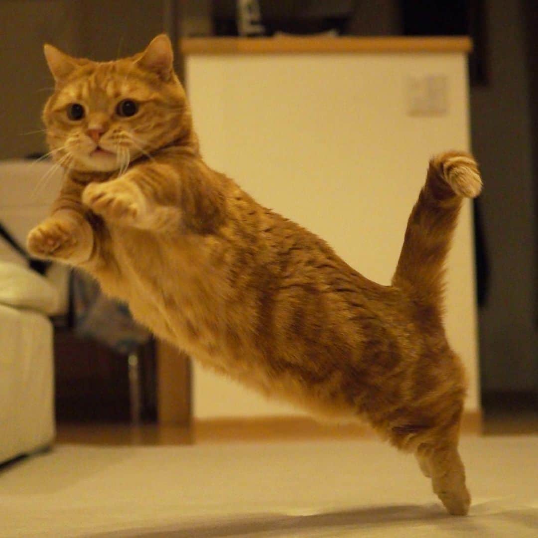 茶太郎 & きなこのインスタグラム：「短いプーマにゃ😽 Puma logo with short legs and chubby belly😽 #プーマのロゴよりおなか出てるにゃ #マンチカン#猫#munchkin #cat#catstagram#ねこ#茶トラ#短足#9gag#cats_of_instagram#catlover#catsofinstagram#bestcats_oftheworld#cutecatsofinstagram#instacat#instacatsgram#catinstagram#cat_features#meow#cutecats#instacats#instacat_meows#instagramcats#cutecat」