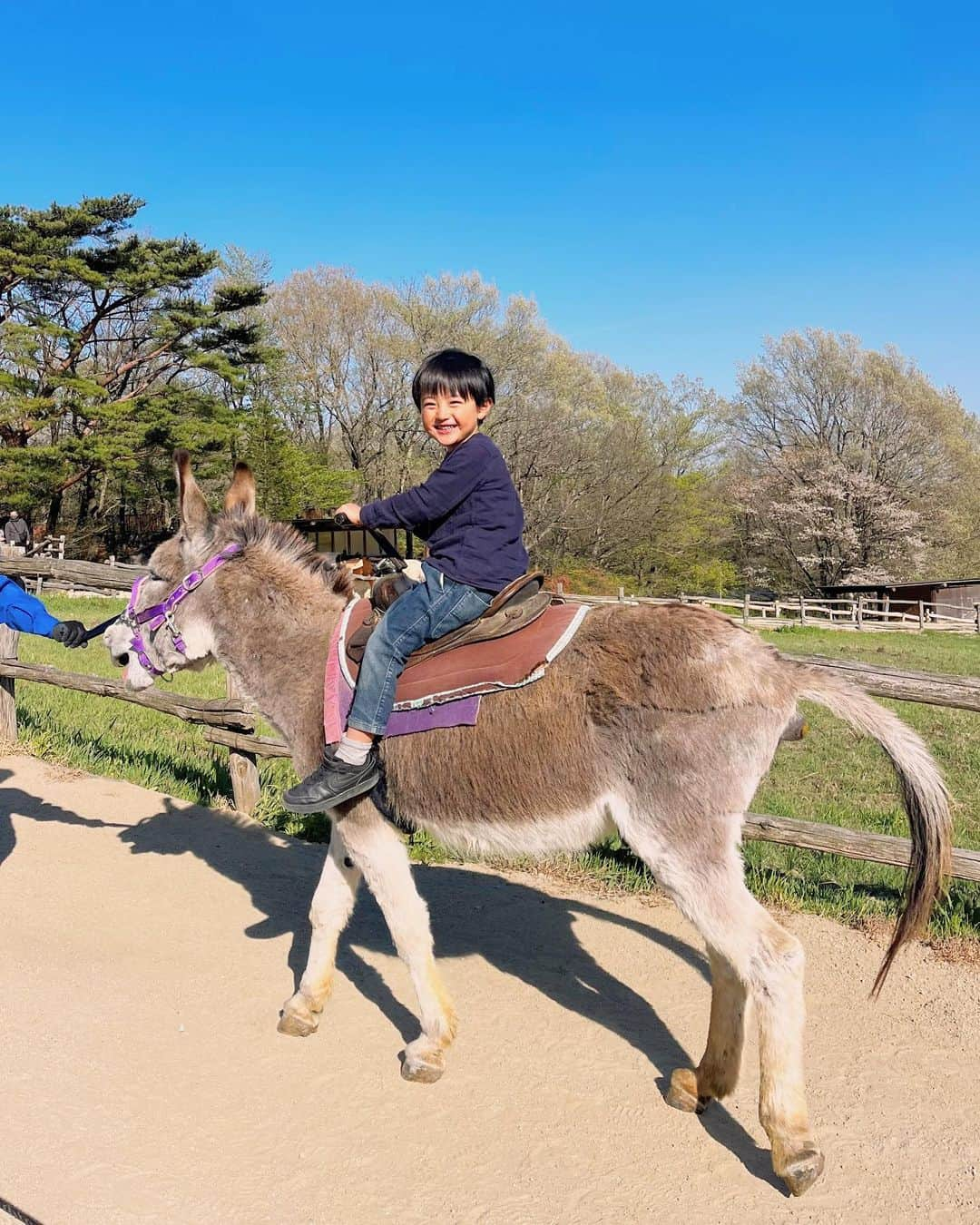 日下部ゆいこさんのインスタグラム写真 - (日下部ゆいこInstagram)「. . 那須の南ヶ丘牧場が とってもよかった話。 . 入場無料で 時期的なのか混んでいなくて たっぷり遊べました。 牧場でこんなに並ばずに 遊べたの初めて。 . . 写真は長男に乗っかられて 尻餅ついた瞬間。笑 . . #那須#那須観光#旅#旅行#家族旅行#男の子#男の子兄弟#4歳#1歳」4月26日 17時47分 - yuiko_kusakabe