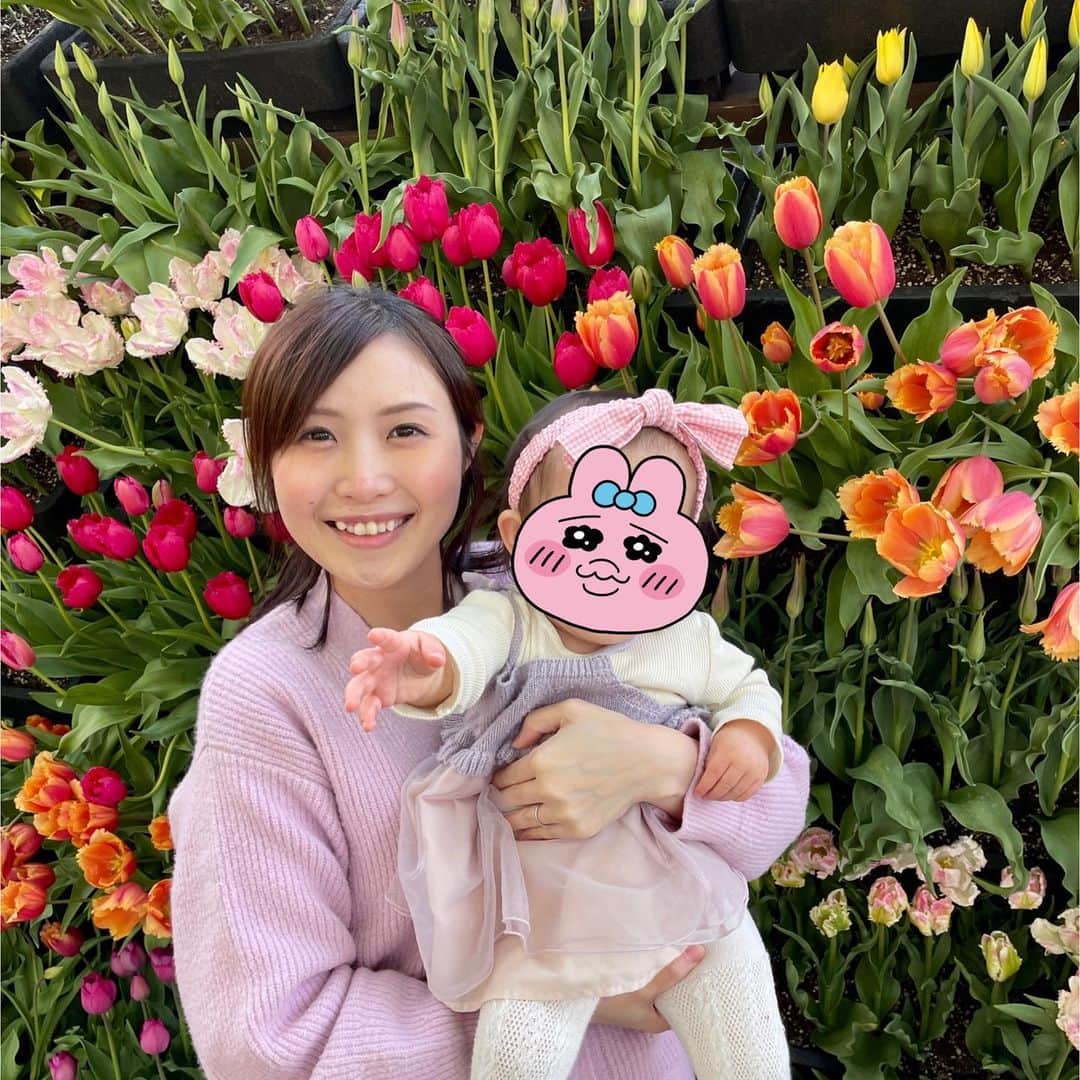 のインスタグラム：「【チューリップフェア🌷②】  前回の投稿にコメントたくさん、 ありがとうございます❤️  きのう、#マツコの知らない世界 でも 紹介されていたんですね🥳  さて、そんなとなみチューリップフェアの目玉のひとつが“花の大谷”🌷✨  富山の観光名所、雪の大谷を花で表現しちゃおう💐というなんとも壮大な企画👀✨  フェアに行ったら是非とも見たいポイントなのですが、ピーク時は大行列必須…。  去年もチューリップフェアにお邪魔しましたが、ほにゃっほにゃの赤子連れだったので花の大谷は断念しておりました。  今回は夕方の来訪だったので行列も短く（10分くらい）済んだので、念願叶って花の大谷を満喫😍 高さ4メートルの花の回廊は見応え抜群でした💕  見渡す限りのチューリップ… 見上げてもチューリップ… なんと贅沢な眺め🌷  回廊前半は真っ白なチューリップで春の訪れを、 後半は色とりどりのチューリップで満開の春を表現しているのだそう！！  一面の花を背負って写真撮ると幸福度がかなりアップする気がするのでおすすめです💐🤭❤️  ちなみに、回廊内はなかなか混雑するので出口から出た後の壁面での撮影がいい感じ❤️  そして実は娘と、さりげな〜く シミラールックです🤭💜  良い思い出写真が撮れました🥰  #富山県 #砺波市 #砺波 #富山 #となみチューリップフェア  #となみチューリップフェア2023 #雪の大谷 #ならぬ #花の大谷 #富山旅行 #富山観光 #富山イベント #母と娘 #シミラールック #うふ #アナウンサー #フリーアナウンサー #南條早紀 #なんじょうのにちじょう #🌷」