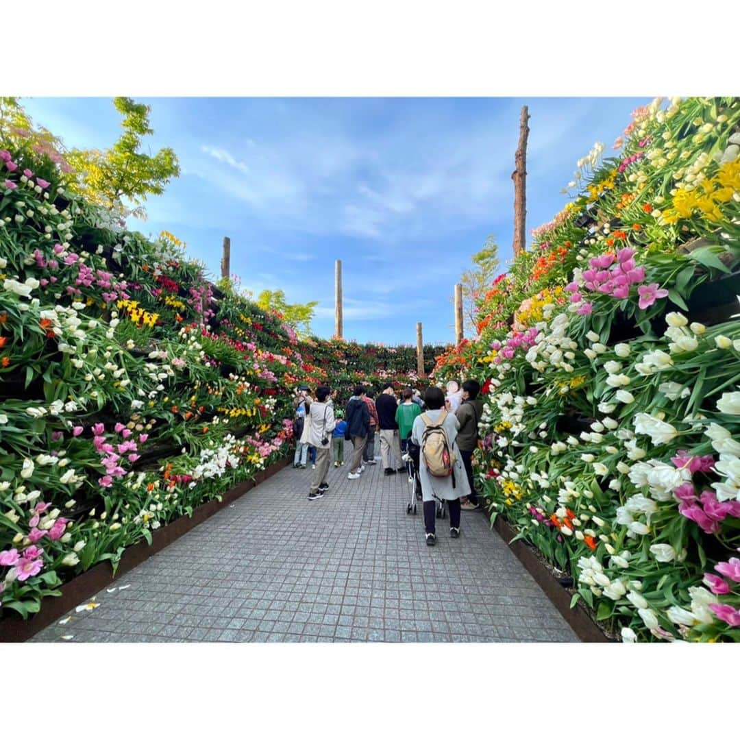 南條早紀さんのインスタグラム写真 - (南條早紀Instagram)「【チューリップフェア🌷②】  前回の投稿にコメントたくさん、 ありがとうございます❤️  きのう、#マツコの知らない世界 でも 紹介されていたんですね🥳  さて、そんなとなみチューリップフェアの目玉のひとつが“花の大谷”🌷✨  富山の観光名所、雪の大谷を花で表現しちゃおう💐というなんとも壮大な企画👀✨  フェアに行ったら是非とも見たいポイントなのですが、ピーク時は大行列必須…。  去年もチューリップフェアにお邪魔しましたが、ほにゃっほにゃの赤子連れだったので花の大谷は断念しておりました。  今回は夕方の来訪だったので行列も短く（10分くらい）済んだので、念願叶って花の大谷を満喫😍 高さ4メートルの花の回廊は見応え抜群でした💕  見渡す限りのチューリップ… 見上げてもチューリップ… なんと贅沢な眺め🌷  回廊前半は真っ白なチューリップで春の訪れを、 後半は色とりどりのチューリップで満開の春を表現しているのだそう！！  一面の花を背負って写真撮ると幸福度がかなりアップする気がするのでおすすめです💐🤭❤️  ちなみに、回廊内はなかなか混雑するので出口から出た後の壁面での撮影がいい感じ❤️  そして実は娘と、さりげな〜く シミラールックです🤭💜  良い思い出写真が撮れました🥰  #富山県 #砺波市 #砺波 #富山 #となみチューリップフェア  #となみチューリップフェア2023 #雪の大谷 #ならぬ #花の大谷 #富山旅行 #富山観光 #富山イベント #母と娘 #シミラールック #うふ #アナウンサー #フリーアナウンサー #南條早紀 #なんじょうのにちじょう #🌷」4月26日 18時02分 - nanjo_saki