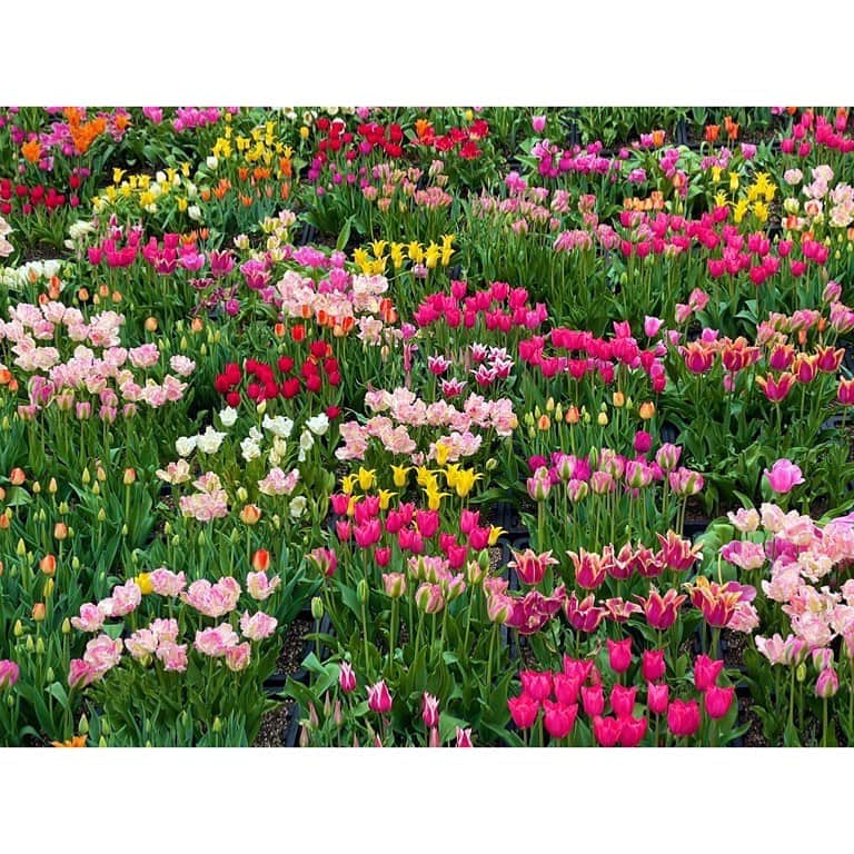 南條早紀さんのインスタグラム写真 - (南條早紀Instagram)「【チューリップフェア🌷②】  前回の投稿にコメントたくさん、 ありがとうございます❤️  きのう、#マツコの知らない世界 でも 紹介されていたんですね🥳  さて、そんなとなみチューリップフェアの目玉のひとつが“花の大谷”🌷✨  富山の観光名所、雪の大谷を花で表現しちゃおう💐というなんとも壮大な企画👀✨  フェアに行ったら是非とも見たいポイントなのですが、ピーク時は大行列必須…。  去年もチューリップフェアにお邪魔しましたが、ほにゃっほにゃの赤子連れだったので花の大谷は断念しておりました。  今回は夕方の来訪だったので行列も短く（10分くらい）済んだので、念願叶って花の大谷を満喫😍 高さ4メートルの花の回廊は見応え抜群でした💕  見渡す限りのチューリップ… 見上げてもチューリップ… なんと贅沢な眺め🌷  回廊前半は真っ白なチューリップで春の訪れを、 後半は色とりどりのチューリップで満開の春を表現しているのだそう！！  一面の花を背負って写真撮ると幸福度がかなりアップする気がするのでおすすめです💐🤭❤️  ちなみに、回廊内はなかなか混雑するので出口から出た後の壁面での撮影がいい感じ❤️  そして実は娘と、さりげな〜く シミラールックです🤭💜  良い思い出写真が撮れました🥰  #富山県 #砺波市 #砺波 #富山 #となみチューリップフェア  #となみチューリップフェア2023 #雪の大谷 #ならぬ #花の大谷 #富山旅行 #富山観光 #富山イベント #母と娘 #シミラールック #うふ #アナウンサー #フリーアナウンサー #南條早紀 #なんじょうのにちじょう #🌷」4月26日 18時02分 - nanjo_saki