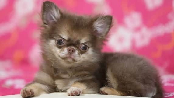 犬小屋??のインスタグラム：「今日のだんな様  誕生から114日め🐣 昨日は、２回めのサロンday #chihuahua #チワワパピー #チワワ大好き  #チワワ #チワワ多頭飼い  #ちわすたぐらむ  #ちわわ大好き  #だんなすたぐらむ  #キンダーガーテンアミ」