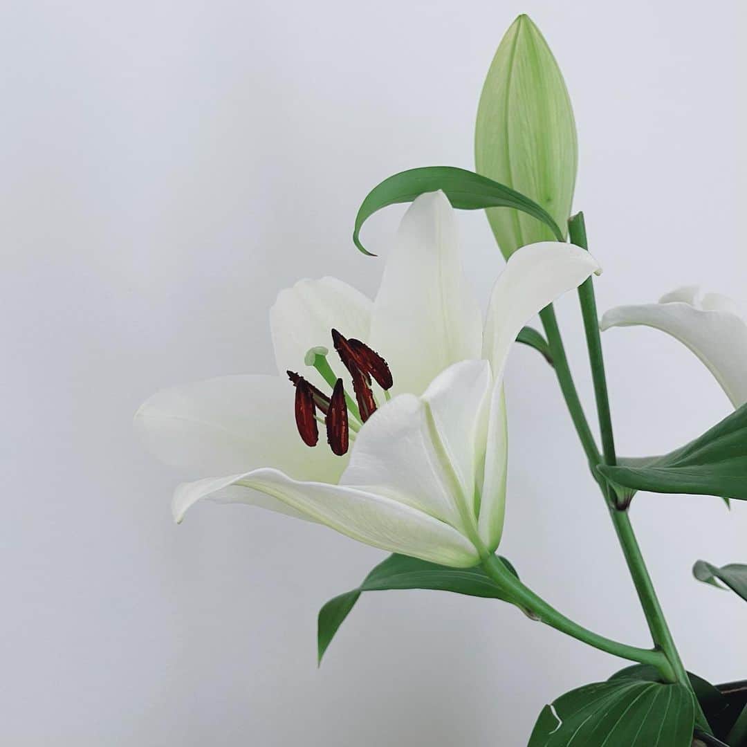 樋口柚子のインスタグラム：「大好きな百合の花🤍 今日の朝と昨日の朝 ☺︎ リビングが百合の香りいっぱい、幸せ〜🫧」