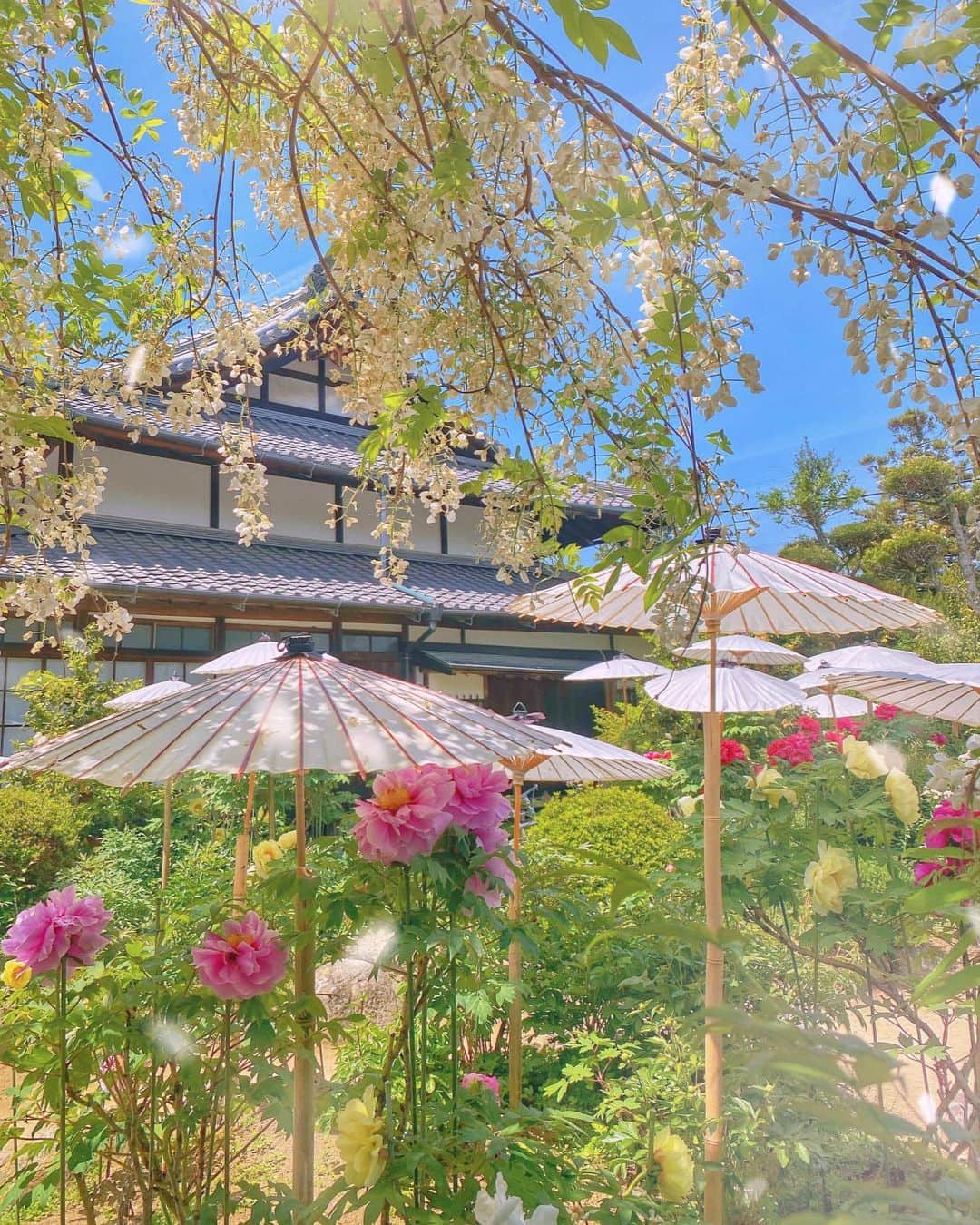hama_aki_pppさんのインスタグラム写真 - (hama_aki_pppInstagram)「奈良県葛城市#當麻寺中之坊 (スライドして下さい)  Location Nara Japan (Swipe)   2023.04.23撮影　  やはり和ですよね〜 牡丹に藤の花にツツジの饗宴には和傘が似合う☺️ ここは白い藤の花が満開で綺麗でした　  #神社仏閣　 #寺社仏閣  #花の寺  #わたしは奈良派  #奈良県景観資産　　 #當麻寺  #日本庭園  #j_flower_shots  #rakutentravel  #japanese_gardens  #otonatabi_japan  #histrip_japan  #日本の美しい花風景  #誰かに見せたい花  #絶景事典  #loves_united_flora  #ptk_japan  #cooljapanvideos  #marvelous_shotz  #japanesetemple  #japanesegarden  #raw_japan  #deaf_b_j_  #iphonephotography  #iphoneonly  #iphonephotographer  #iphon越しの私の世界  #スマホ撮影」4月26日 18時19分 - hama_aki_ppp