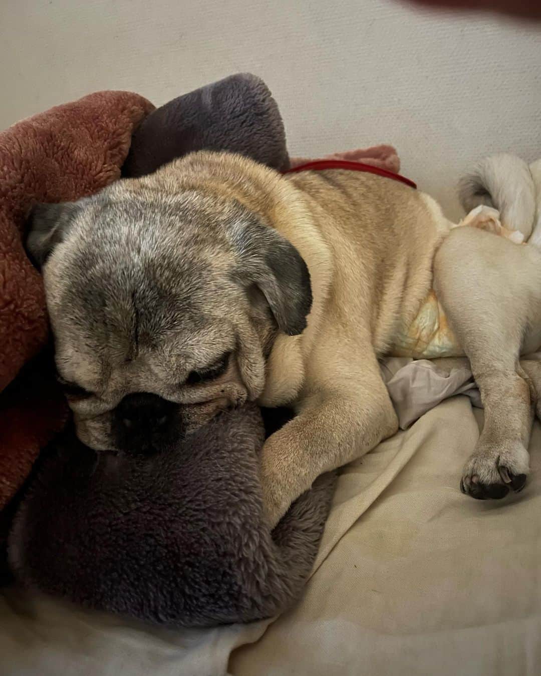 やついいちろうさんのインスタグラム写真 - (やついいちろうInstagram)「今日のこぶしと私  寝ちゃった  #pug #pugs #puglife #puglove #パグ #パグスタグラム #うちの犬がおじいちゃんになっちゃった」4月26日 18時29分 - yatsuiichiro