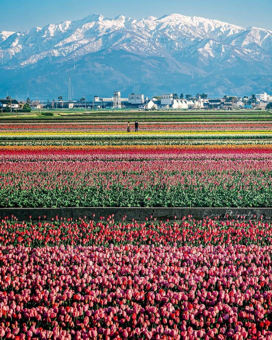 エイチ・アイ・エスさんのインスタグラム写真 - (エイチ・アイ・エスInstagram)「＼一度は見たい❗️富山の春の絶景✨／  富山県の県花でもあるチューリップ🌷 日本一の出荷量を誇り、約300種類の品種が栽培されています。  県内あちこちにチューリップの名所も👀 カラフルなチューリップのじゅうたん、一度は見る価値あります💛💚  …………………………………………………………… 📍 #にゅうぜんフラワーロード  📸 @_____mimosa.619_____ さん  立山連峰を背景にカラフルなチューリップ畑が広がるにゅうぜんフラワーロード🌷 今年の会場は、海や風車もすぐそばにある素敵な場所でした✨ ……………………………………………………………  旅先探しのヒントは こちらをチェック▶︎▶︎▶︎ @his_japan  —————— 📷旅のお写真募集中✈️ ——————  日本中、世界中の春旅のお写真を募集中🌸 #春旅のセカイ2023 のハッシュタグを付けて投稿してね🌹  また、旅の思い出は、@his_japan OR #his_japan2023 を付けてシェアしてください🙌  過去PICもOKです❗️  集まったお写真は、HISのSNSやオウンドメディアでご紹介🙆‍♀️  #旅の思い出 #国内旅行  #富山旅行 #富山おすすめ #チューリップ畑 #富山の春 #富山の本気  #次の旅先リスト #旅行好きな人と繋がりたい #写真好きな人と繋がりたい #旅したくなるフォト #旅スタグラム #インスタトラベル #女子旅 #ハネムーン #カップル旅  #instatravel #instapassport #photooftheday #instaphotography #worldtravelpics #worldtraveler #japantravelphoto #toyamatrip #nyuzenflowerroad  #toyamastagram」4月26日 18時30分 - his_japan