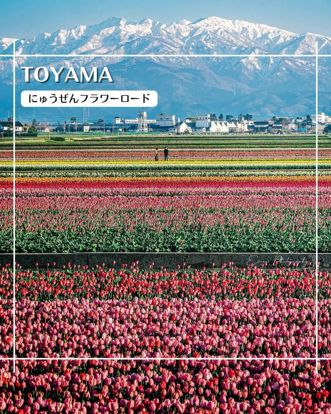 エイチ・アイ・エスのインスタグラム：「＼一度は見たい❗️富山の春の絶景✨／  富山県の県花でもあるチューリップ🌷 日本一の出荷量を誇り、約300種類の品種が栽培されています。  県内あちこちにチューリップの名所も👀 カラフルなチューリップのじゅうたん、一度は見る価値あります💛💚  …………………………………………………………… 📍 #にゅうぜんフラワーロード  📸 @_____mimosa.619_____ さん  立山連峰を背景にカラフルなチューリップ畑が広がるにゅうぜんフラワーロード🌷 今年の会場は、海や風車もすぐそばにある素敵な場所でした✨ ……………………………………………………………  旅先探しのヒントは こちらをチェック▶︎▶︎▶︎ @his_japan  —————— 📷旅のお写真募集中✈️ ——————  日本中、世界中の春旅のお写真を募集中🌸 #春旅のセカイ2023 のハッシュタグを付けて投稿してね🌹  また、旅の思い出は、@his_japan OR #his_japan2023 を付けてシェアしてください🙌  過去PICもOKです❗️  集まったお写真は、HISのSNSやオウンドメディアでご紹介🙆‍♀️  #旅の思い出 #国内旅行  #富山旅行 #富山おすすめ #チューリップ畑 #富山の春 #富山の本気  #次の旅先リスト #旅行好きな人と繋がりたい #写真好きな人と繋がりたい #旅したくなるフォト #旅スタグラム #インスタトラベル #女子旅 #ハネムーン #カップル旅  #instatravel #instapassport #photooftheday #instaphotography #worldtravelpics #worldtraveler #japantravelphoto #toyamatrip #nyuzenflowerroad  #toyamastagram」