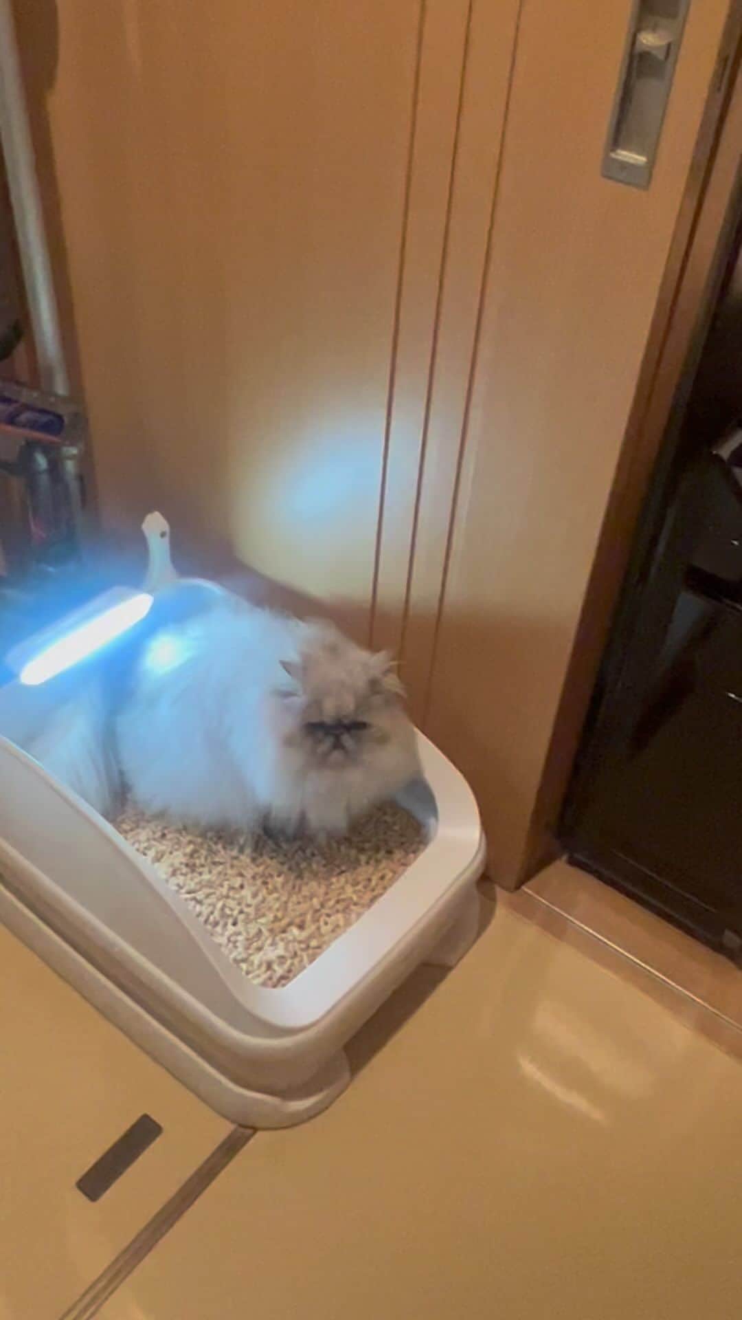 しるこのインスタグラム：「4/30(日)まで トレッタでお得キャンペーン開催中です✨  多頭飼いでも顔認証機能でデータ管理もバッチリ👌 もう我が家ではこのおトイレのない暮らしはあり得ないです😆  お得キャンペーンの内容は ストーリーのハイライトでぜひチェックしてみてね😊  @toletta.cat  #PR #トレッタ」