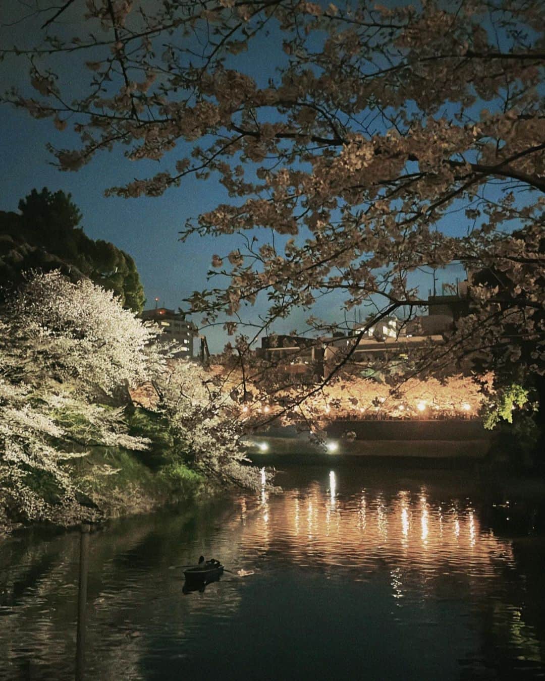 松井大奈さんのインスタグラム写真 - (松井大奈Instagram)「🌸🌸🌸   #桜  #夜桜  #cherryblossom」4月26日 18時39分 - akvysv