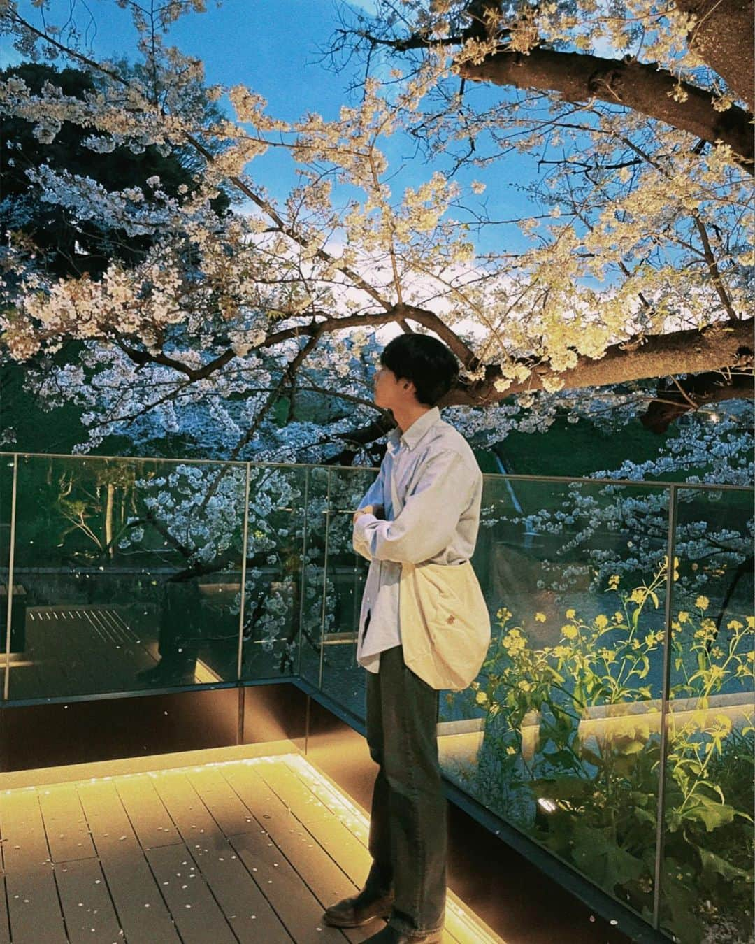 松井大奈さんのインスタグラム写真 - (松井大奈Instagram)「🌸🌸🌸   #桜  #夜桜  #cherryblossom」4月26日 18時39分 - akvysv