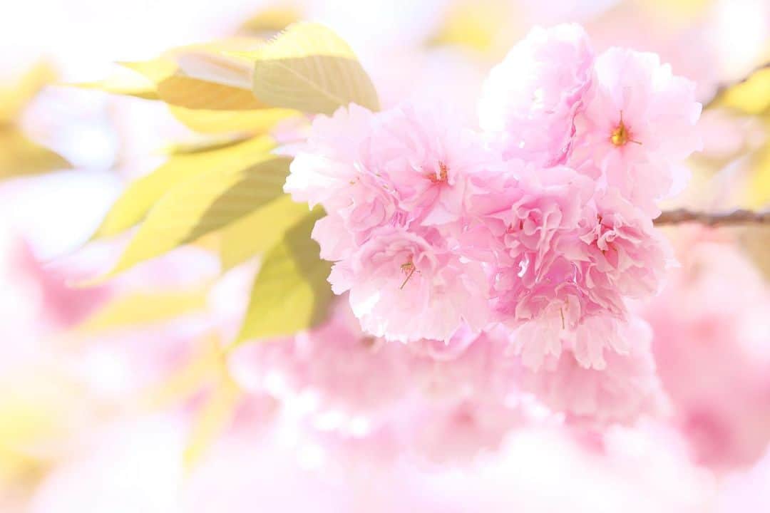 kiccyomuのインスタグラム：「☁️ 2023.04.26 Wed 綺麗に咲いてた八重の #桜 🌸 アップで撮っても綺麗😍📷  ここは人も少なく のんびり🌸鑑賞できました😃  location #栃木 ❣️ 📷撮影 2023年4月20日  #my_eos_photo Camera : EOS R5 Lens : RF135mm F1.8L IS USM」