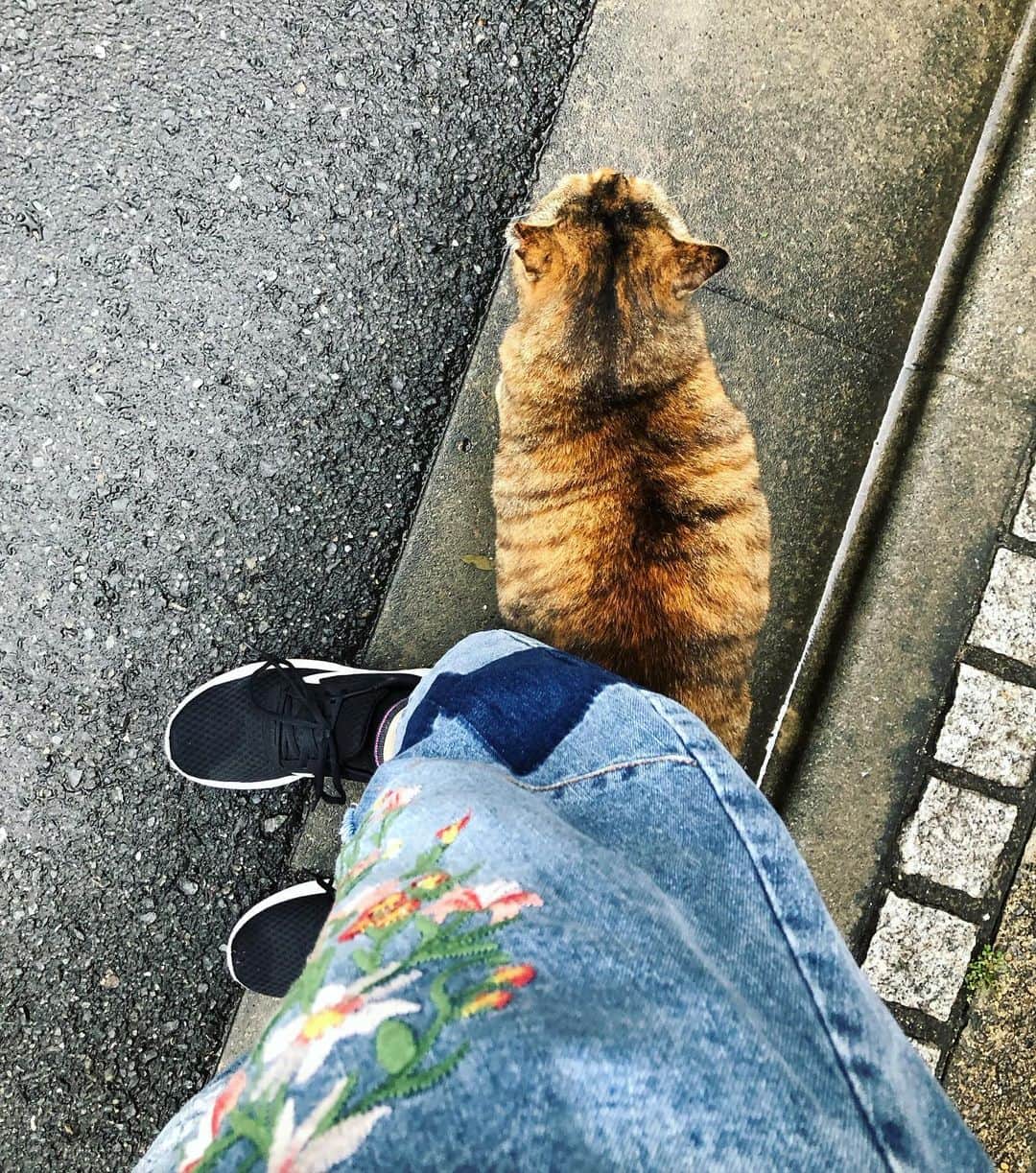田上よしえのインスタグラム：「私たちが九時をお知らせします🕘  #ねこ」