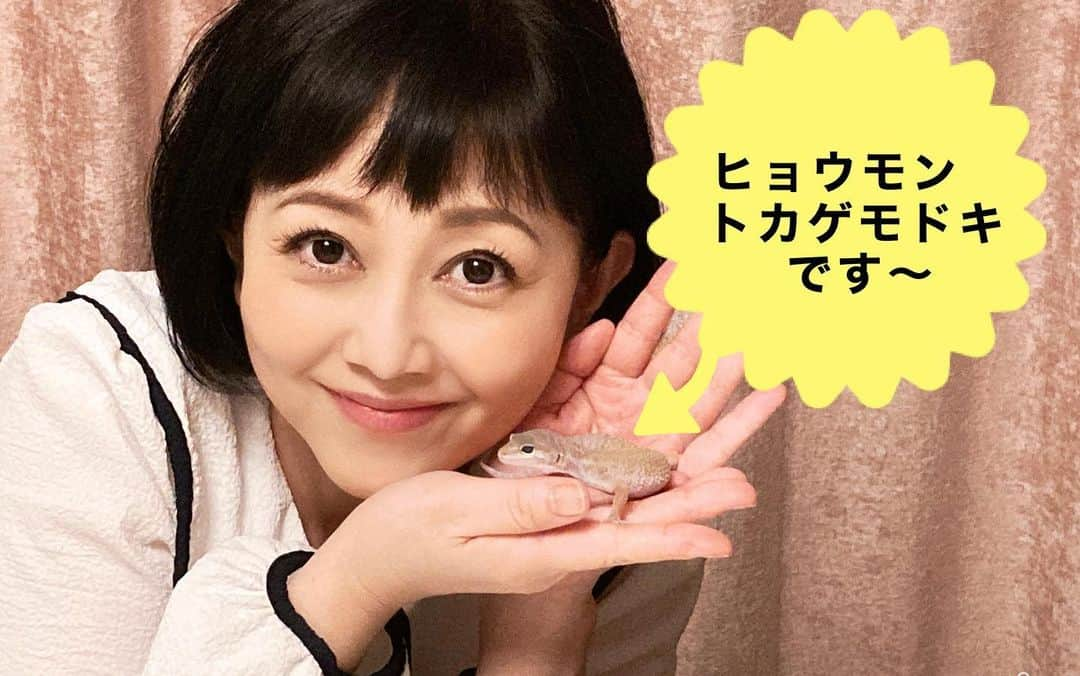 浅香唯さんのインスタグラム写真 - (浅香唯Instagram)「レオパ🦎 新しい家族が増えました〜💕 ヒョウモントカゲモドキ(レオパードゲッコー)名前は「ぴか」です😄 爬虫類を飼うのは……………正直😵‍💫だった私 ところが、今となってはこんなかわい子ちゃんがいたんだ😳と思うくらい毎日が癒しです💖デレデレ🥰 我が家に先住しているボタンインコの「コットン」 フクロモモンガの「あずき」 金魚の「きんちゃん」の3人娘に加えて、仲間入り〜✨ 男の子か女の子かまだ分からないけど、私の勘では女の子💕多分4姉妹だな〜🤩 小さな小さな命だけど、かけがえのない大切な存在🦎✨責任を持って生涯を共にしま〜す🥰  ＃浅香唯 #ひょうもんとかげもどき  #れおぱーどげっこー  #れおぱ」4月26日 18時55分 - yui_asaka_official