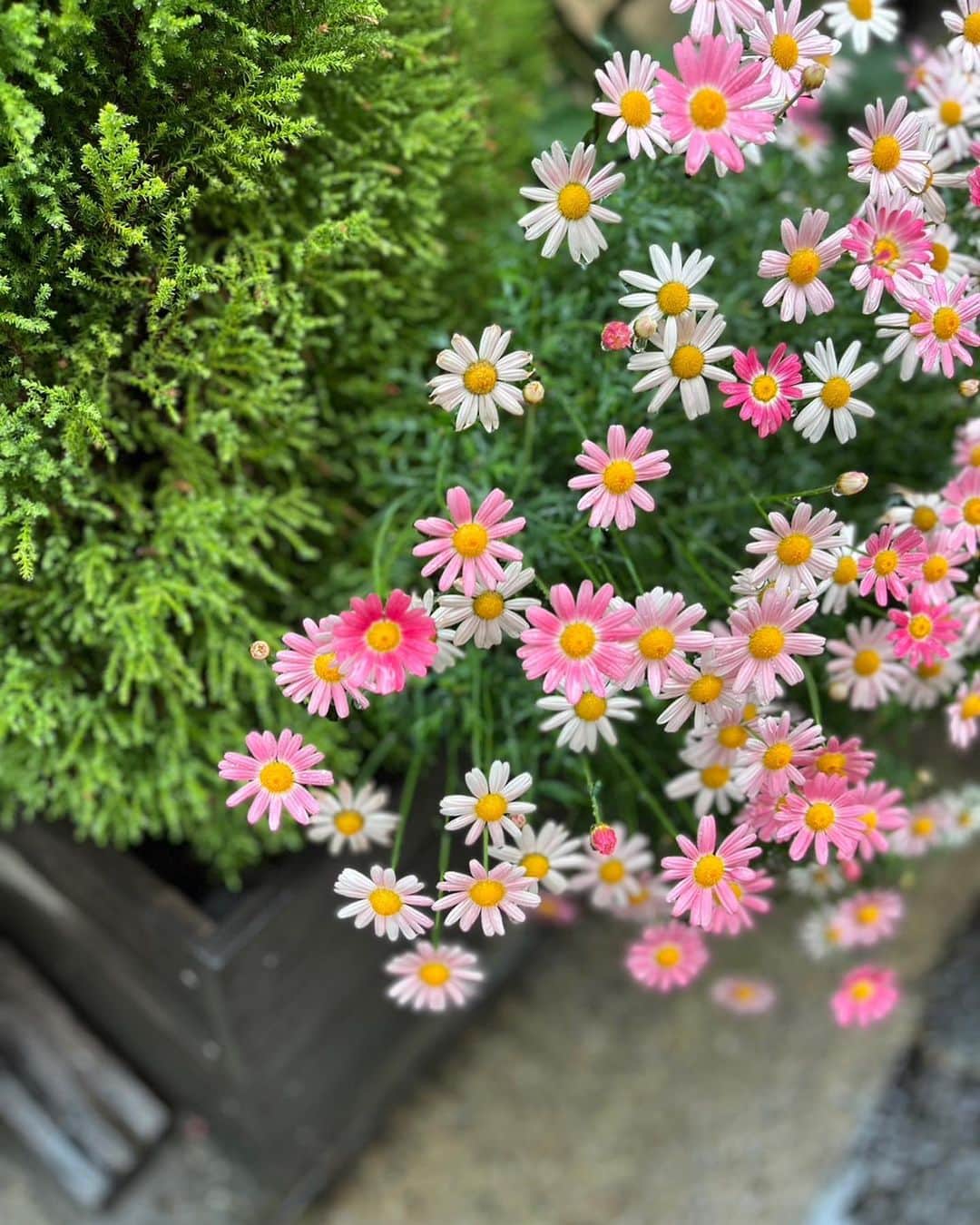 植村あかりさんのインスタグラム写真 - (植村あかりInstagram)「⁡ ⁡ ⁡ 傘おそろいだと仲良しみたい🥲 ⁡ ⁡ ⁡ #juicejuice#るるぱん#段原瑠々#宮崎由加」4月26日 19時08分 - akari_uemura.official