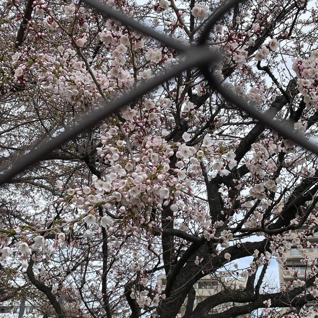 吉井明子さんのインスタグラム写真 - (吉井明子Instagram)「札幌❀旅のきろく❀  札幌の桜の開花・満開を告げる気象台の標本木🌸 おとなりの「おてんき公園」からソメイヨシノと一緒にぱちり。風が冷たくて寒かったー！  #札幌 #sapporo #japan #travel #travelphotography #trip #明さんぽ #オフショット #私服 #おてんき公園 #桜 #ソメイヨシノ #気象予報士 #気象キャスター #weatherforecaster #기상캐스터　#氣象主播 #吉井明子」4月26日 19時32分 - akiko_yoshii_sunny_rain