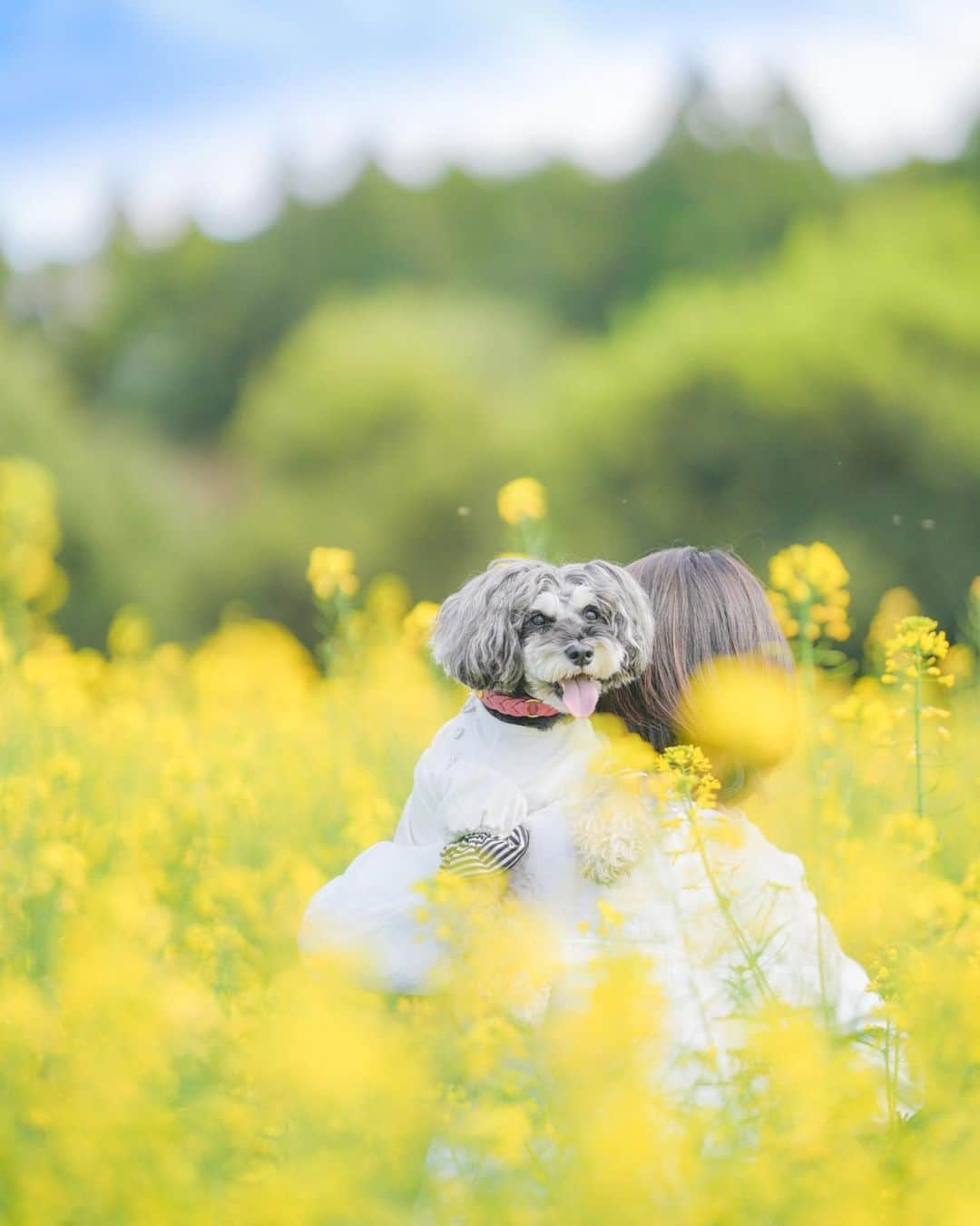 中野区在住のミニシュナのInstagramのインスタグラム：「⑅︎◡̈︎* ・ いまさら菜の花(///∇︎///)  もう時期はずれな感じですが、、、 イバライドにはまだ菜の花が咲いて、伸びに伸びて150〜160センチくらいあるんです♪  菜の花は長く咲き続けながらぐんぐん成長して、たくましいお花ですね⸜( ´ ꒳ ` )⸝♡︎  そんな風になりたいです！  #花と犬 #こもれび森のイバライド #わんことお出かけ #犬と休日 #ジェニッカーズ #犬との暮らしを楽しむ #シュナウザー #シュナウザー部 #シュナウザー大好き #シュナウザー好きさんと繋がりたい #シュナウザー多頭飼い #シュナウザーのいる暮らし #笑う犬 #笑顔犬 #癒し犬 #schnauzer #schnauzerlove #ミニチュアシュナウザー #しゅなら部 #その瞬間は永遠の思い出 #inuくらぶ_jpn #dogenic #schnauzergram #schnauzerlife #じゃびふる #japan_daytime_view #miniatureschnauzer」