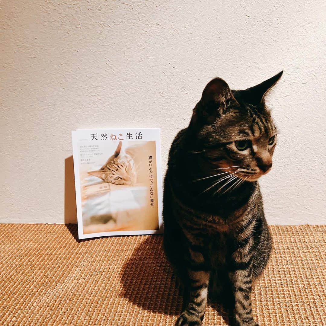 持田香織さんのインスタグラム写真 - (持田香織Instagram)「.  なんと こんな日がくるとは、、。  夢のよう、、 リヴァイが表紙、 はぁ、 うれし。  ずっとみちゃう。  @tennenseikatsu  #天然生活 #天然ねこ生活 #猫 #ねこ」4月26日 19時53分 - mochidakaori_official