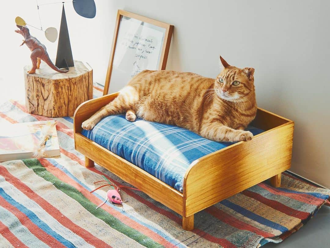 オルネ ド フォイユさんのインスタグラム写真 - (オルネ ド フォイユInstagram)「【オリジナル・桐の猫ベッド🐈】 ＼プレビューページ公開しました／  『ヴィンテージ家具のような色合いの キャットベッドがあったらなあ…』  『高齢ネコがいるので猫用ホットカーペットを 仕込みたい！！』  こんなオルネコ部員のリアルな意見を加えて 国内の桐家具メーカーさんと、 桐の猫ベッドを作りました🐾  ヨーロッパの学校のイスを彷彿とさせるような色合いで、 どこか懐かしさのある雰囲気。  使い勝手の良さと、デザインの ちょうどいいバランスを考えて完成した猫ベッドです！  ベッド用にご用意した、 3種類のクッションのページも公開中です👀 （クッションは別売りです）  ■商品詳細はプレビューページよりご覧いただけます。 ■こちらの商品は【4/28(金)18:00頃】の販売開始です。  . 商品名 ▼オルネコ 桐のベッド ▼オルネコ 桐のベッド用クッション （レッドチェック／ブルーチェック／ホワイト）  ———————————————  ●商品詳細はプロフィールのリンクからご確認ください。 👉@ornedefeuilles  ※検索画面で「桐のベッド」でチェック🔎  ※オンラインショップと不動前店の取扱い商品は異なります。  ———————————————  ●オンラインショップは 4/29（土）〜5/7（日） の期間中、お問い合わせ対応をお休みいたします。  ※4/30(日) までにご注文いただいた商品は、  連休前(5/2)までに発送いたします。 （銀行振込決済を除く）  ※5/10 (水) までにご注文いただいた商品は、 母の日 (5/14) までにお届け可能です。  ※ゴールデンウィーク期間の商品発送スケジュールは、 オンラインショップのトップページより下記URLの 【ゴールデンウィーク期間のご注文と営業について】 をご確認ください。 https://www.ornedefeuilles.com/pages/notice-gw23  ———————————————  #orneko #オルネコ #オルネコ部 #猫ベッド #猫グッズ #猫アイテム #猫と暮らすインテリア #猫とインテリア #ねこグッズ #猫グッズ #猫とインテリアと私の日常 #インテリア雑貨#ornedefeuilles #オルネドフォイユ」4月26日 20時00分 - ornedefeuilles