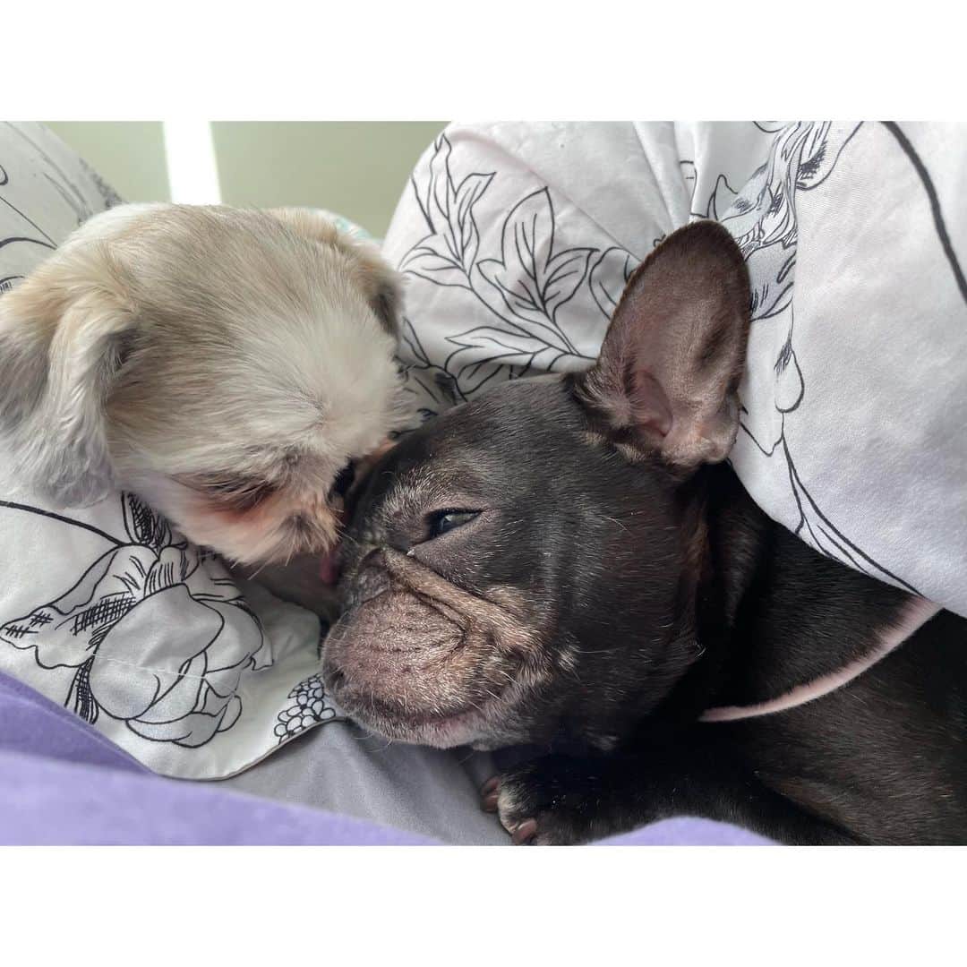 のインスタグラム：「朝から仲良しねえ   #shihtzu  #frenchbulldog  #シーズー #フレンチブルドッグ #こんぶちゃん #おいもちゃん」
