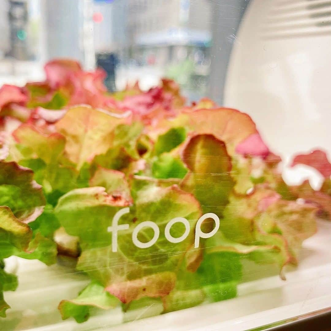 foopさんのインスタグラム写真 - (foopInstagram)「水耕栽培で、自宅で新鮮な野菜を育てよう！ 「foop」は、水と養液だけで育てることができる水耕栽培器です🌱 お手軽にいつでも始められるので、野菜栽培の初心者の方にもおすすめです！  #foop #水耕栽培 #水耕栽培初心者  #IoT #野菜のある生活」4月27日 7時00分 - foop_cestec