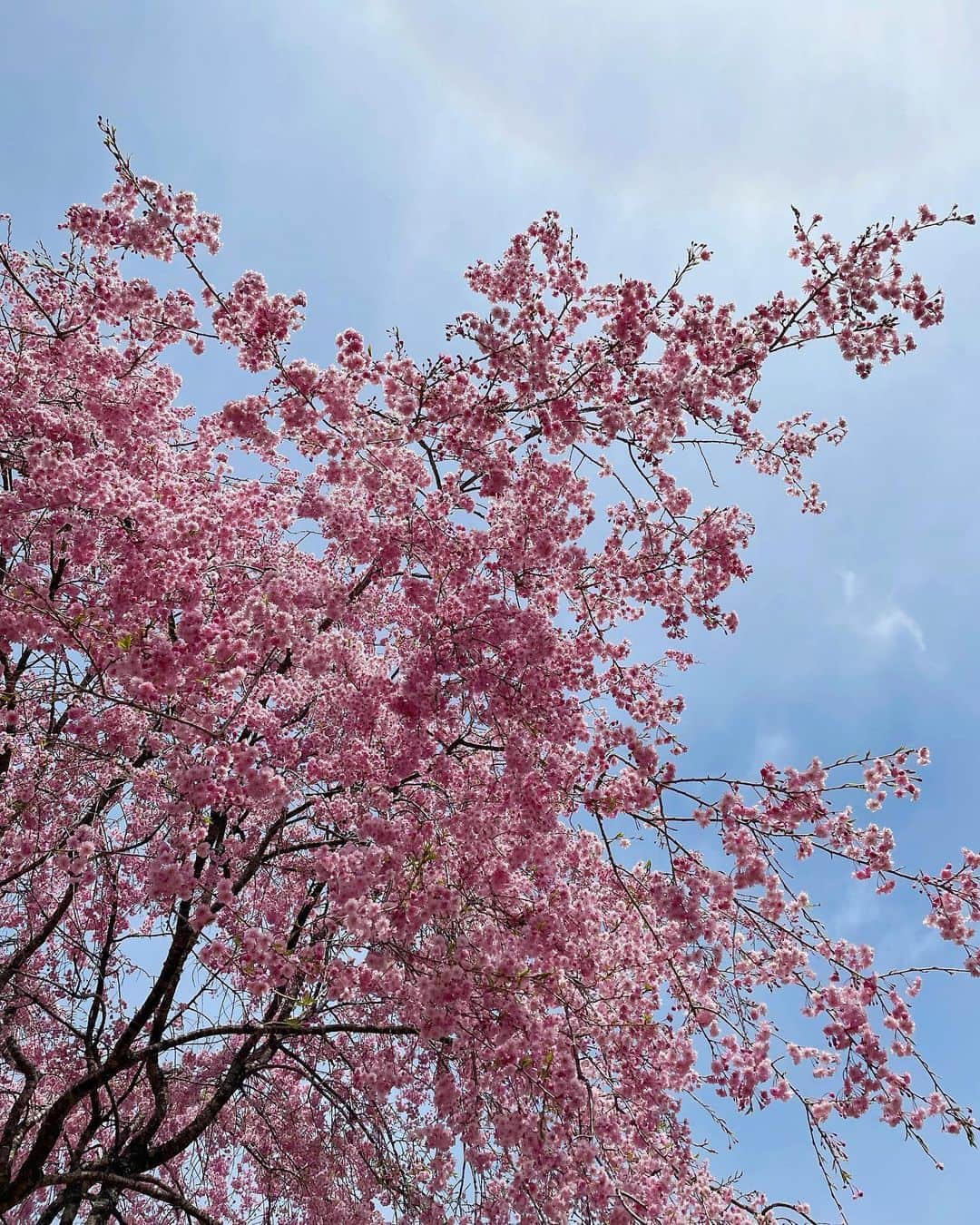uneclefのインスタグラム：「⁡  おはようございます。 昨日、長野から帰ってきました。 移転先の庭に桜の木があって、 「春になると綺麗だよ。」と聞いていたのですが、 予想以上に綺麗な桜でびっくり、 山菜とともに春を楽しんで来ました。 @_uneclef  ⁡ 工房の工事はゆっくり進んでいます。 引き続きonlineshopをお楽しみいただけるとうれしいです。 30日（日）まで発送のパンset、焼き菓子set、完売致しました。 ご購入いただいた皆さま、ありがとうございました。 ⁡」