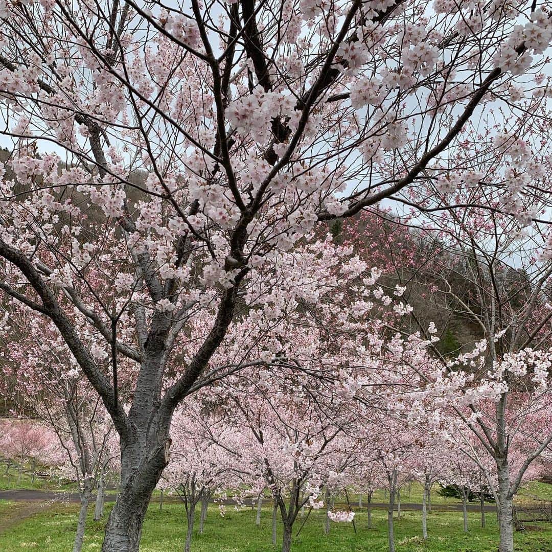 浦口史帆さんのインスタグラム写真 - (浦口史帆Instagram)「🧸🌸🧸🌸🧸  厳しい冬を越し、 岐阜県高山市の奥飛騨温泉郷にも春がやって来ました🌸  名古屋から1ヶ月ほど遅れて桜の開花を迎えた平湯温泉の#ひらゆさくら は、GW頃までが見頃✨ 6種類・約500本の桜が織りなす春色のグラデーションを楽しめます🌸🤍 雪が残る山々と桜の共演が見事です🏔✨  上高地などへのバスターミナルがある#アルプス街道平湯 では無料の#足湯 も☺️♨️ 「コタツでアイス 🍨」ならぬ 「足湯でソフト 🍦」がオススメ！ #飛騨パイン牛乳ソフトクリーム、美味でした😋💛 稀少な#飛騨山椒 を使った唐揚げに、 可愛い#さるぼぼチュロス も👏💯💮  #奥飛騨クマ牧場 のクマの赤ちゃんにも会いたいし、 またゆっくり遊びに行きたいなあ〜🧸  桜・温泉・グルメと、三拍子揃った癒し旅🤍 みなさんも、ゴールデンウィークのおでかけに是非🥳！🌸  #高山 #岐阜観光 #奥飛騨温泉郷 #平湯温泉 #飛騨牛乳」4月26日 21時57分 - uraguchi_shiho
