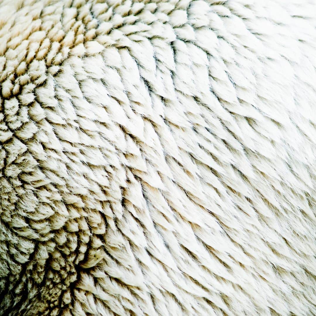 アニマルプラネットさんのインスタグラム写真 - (アニマルプラネットInstagram)「What animal have white fur and black skin?  A #polarbear! 🐻‍❄️  Photo by Lars Kristensen  #Wildlife #FunFact #Animals #Guess」4月26日 22時00分 - animalplanet