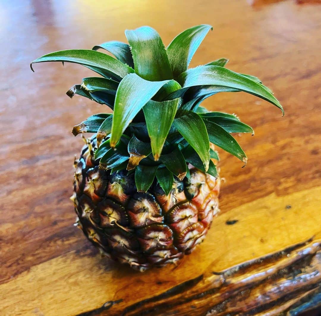 のインスタグラム：「今日も 寒かったですね☃️   ご近所さんから こんな可愛いパイナップルを🍍 いただきました✨  西表島の「ピーチパイン」💕 （手のひら大なんです😊）  甘味も酸味も濃くて 一口で南国〜🌴 寒さ吹き飛ぶお味でした😉  南国が似合うのは、 コンちゃんかパイナップルか🍍 今日もお聞きいただき ありがとうございました😆  #こんちわコンちゃんお昼ですよ  #MBSラジオ#Mラジ」