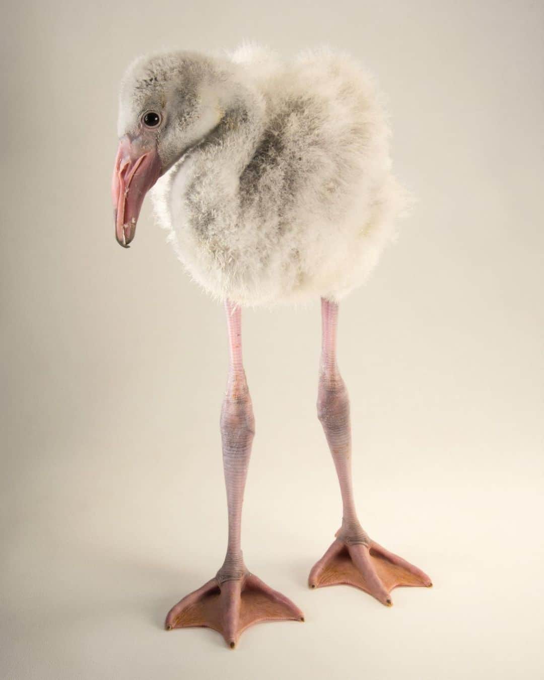 Joel Sartoreさんのインスタグラム写真 - (Joel SartoreInstagram)「Caribbean flamingos like this chick @indianapoliszoo initially hatch with white down feathers, and it will take several years (and many molts) before this hatchling sports its characteristic pink plumage. For the first few weeks of life, Mom and Dad are hands-on parents, but once a hatchling is able to walk and swim, it joins a group of its peers known as a creche; which can have as many as 300,000 members! At this point, parents are still responsible for providing meals, but members of the creche are supervised and guarded by unrelated adults.   #flamingo #chick #wildlife #bird #photography #PhotoArk #InternationalFlamingoDay @insidenatgeo」4月26日 23時06分 - joelsartore