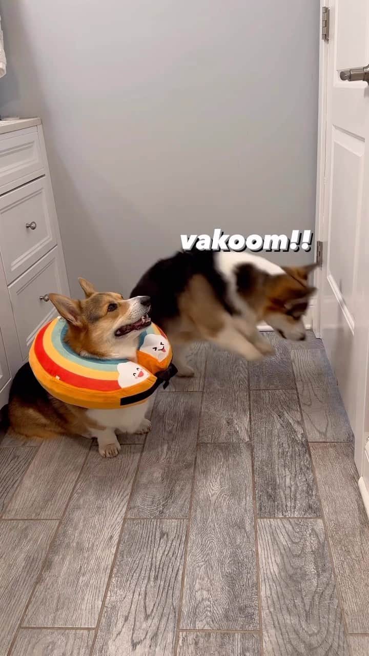 DogsOf Instagramのインスタグラム