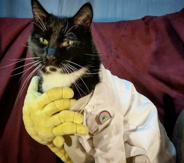 猫コスプレさんのインスタグラム写真 - (猫コスプレInstagram)「Free Hugs  #AlienDay #alien #nostromo #xenomorph  . . . . . #catcosplay #cosplay #lv420 #cat #catcostume #catsinclothes #petclothes #PetCostume #facehugger #freehugs」4月26日 23時35分 - cat_cosplay