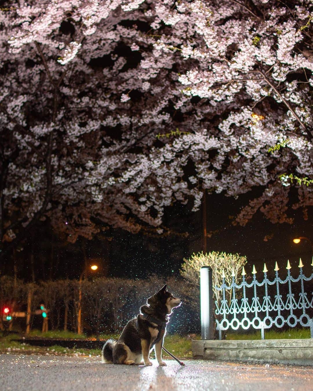 吾子のインスタグラム：「・ ・ ・ ・ ・ 今日は一日中☔️…雨の夜桜🐶💕🌸 ・ あこわんだって夜桜似合うしっとり熟女わんよ🐶💕 ・ 明日はあったかいかな🐶☀️ ・ ・ ・ ・ ・ ・ ・ ・ ・ ・ ・ ・ ・ ・ ・ ・ ・ ・ ・ ・ ・ ・ ・ ・ ・ ・ #雨嫌い🐶 #でもトイレ外派 #sapporo  ・ 北海道の柴犬 #柴北会 の皆ワン🐶お散歩ドロドロになるけどちゃんと足洗おうねー ・ #adorable #instadog#shibainu#dog#柴犬ライフ #instashiba#柴犬マニア #9gag #barked #kuroshiba#socute #cutedog#いぬのきもち #黒柴 #dogstagram_japan」
