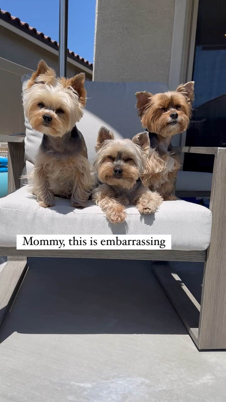 のインスタグラム：「Allie, Sammy & Max 💭 It’s time to work on our tan! 🙌🏼☀️♥️🥰 #SunTanning #Sunbathing #SunbathingDog #SummerIsComing☀️ #BathingSuitSeason #AreYouReady #SummerBodyReady #SoTanned #SunbathingDogs #MyFurryBabies」