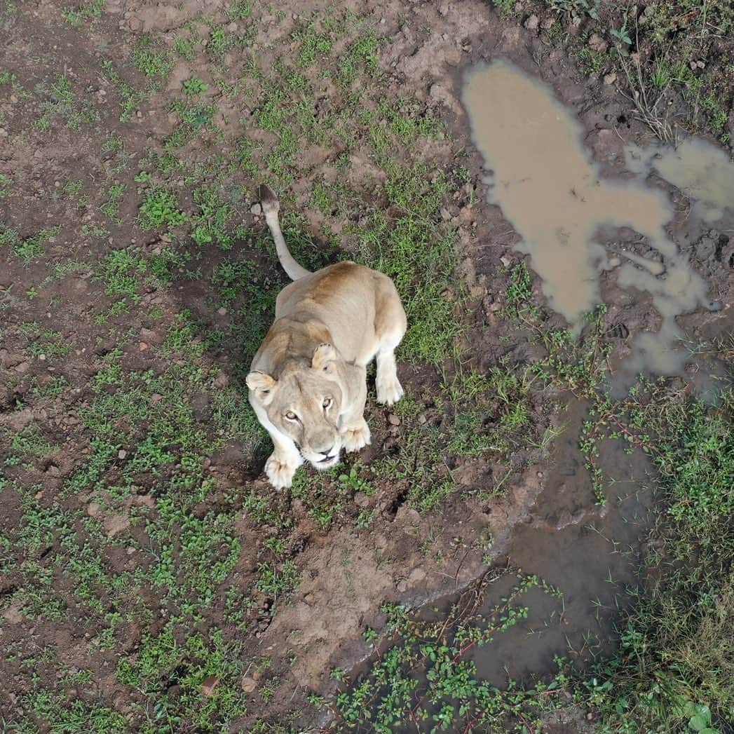 のインスタグラム：「Miss you Livy! Found these pics I took from the drone a while back. My filing is not the best, that’s why it’s taken me so long to stumble on these images. Livy, who sadly passed last year was known as the ‘drone destroyer’. Many a drone pilot was warned and many a drone pilot fell victim. She lured them into a false sense of security which ultimately caused them to get too cocky and of course, too close. Then in a flash, she would leap into the air, knocking the drone to its demise. Often she’d walk off into the bushes to devour her ‘trophy’.   #dronekiller #dronedestroyer」
