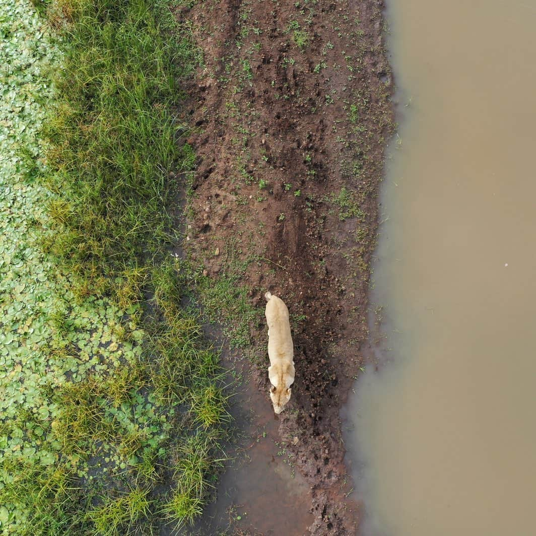 Kevin Richardson LionWhisperer さんのインスタグラム写真 - (Kevin Richardson LionWhisperer Instagram)「Miss you Livy! Found these pics I took from the drone a while back. My filing is not the best, that’s why it’s taken me so long to stumble on these images. Livy, who sadly passed last year was known as the ‘drone destroyer’. Many a drone pilot was warned and many a drone pilot fell victim. She lured them into a false sense of security which ultimately caused them to get too cocky and of course, too close. Then in a flash, she would leap into the air, knocking the drone to its demise. Often she’d walk off into the bushes to devour her ‘trophy’.   #dronekiller #dronedestroyer」4月27日 0時10分 - lionwhisperersa