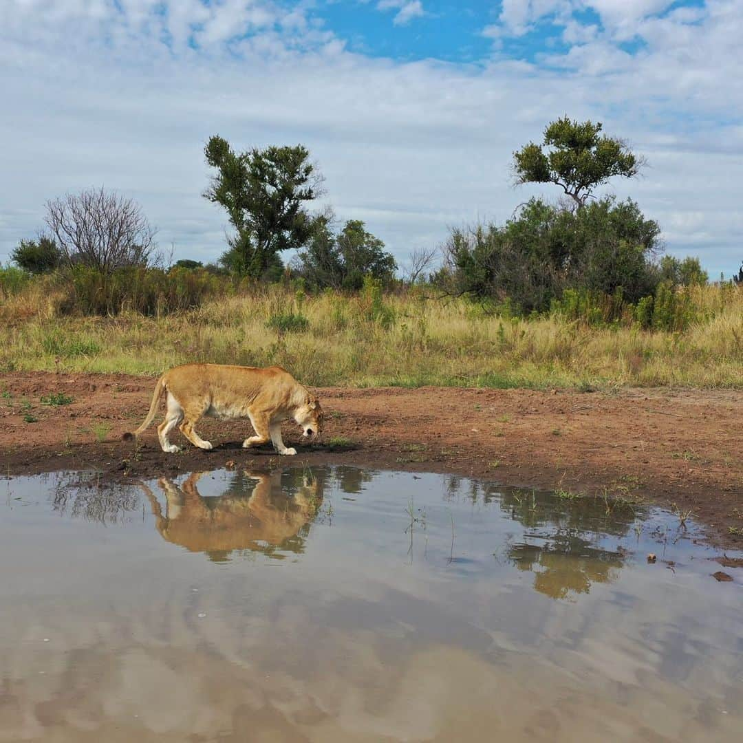 Kevin Richardson LionWhisperer さんのインスタグラム写真 - (Kevin Richardson LionWhisperer Instagram)「Miss you Livy! Found these pics I took from the drone a while back. My filing is not the best, that’s why it’s taken me so long to stumble on these images. Livy, who sadly passed last year was known as the ‘drone destroyer’. Many a drone pilot was warned and many a drone pilot fell victim. She lured them into a false sense of security which ultimately caused them to get too cocky and of course, too close. Then in a flash, she would leap into the air, knocking the drone to its demise. Often she’d walk off into the bushes to devour her ‘trophy’.   #dronekiller #dronedestroyer」4月27日 0時10分 - lionwhisperersa