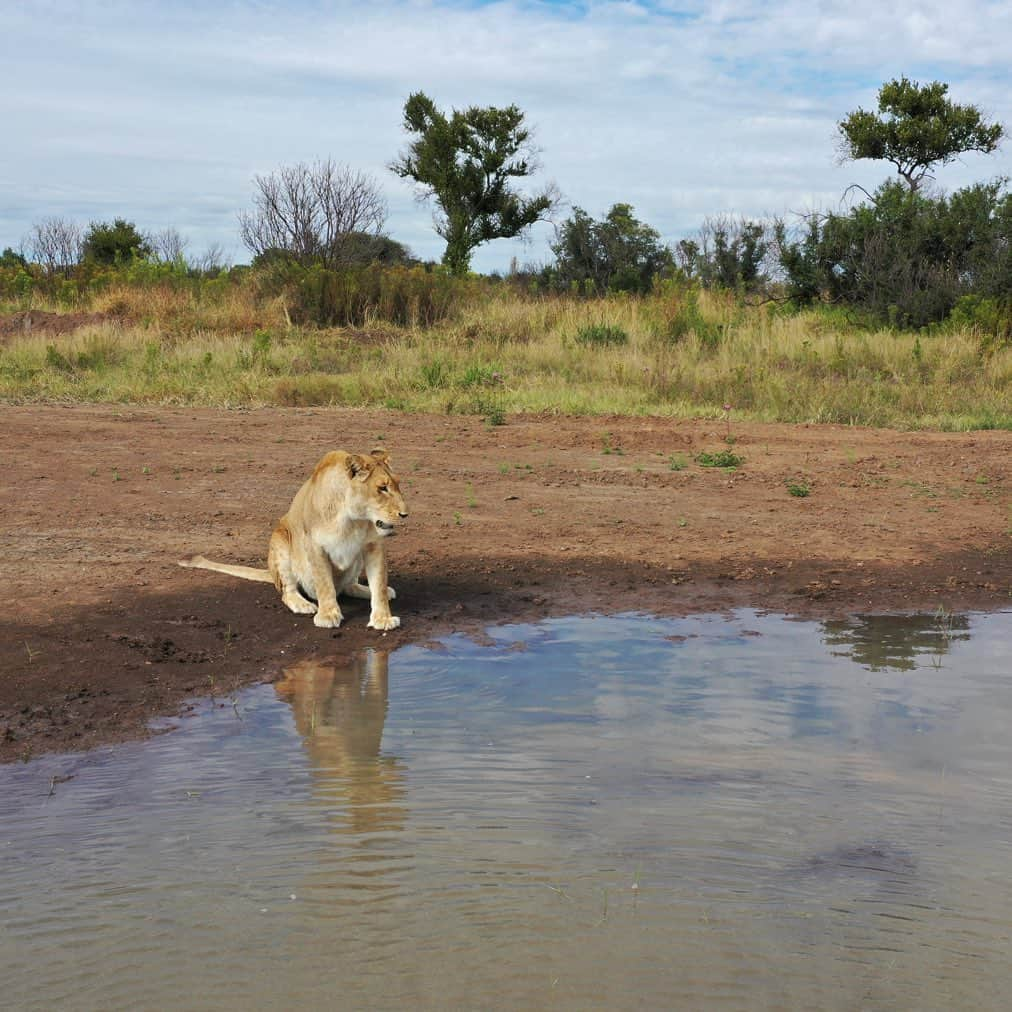 Kevin Richardson LionWhisperer さんのインスタグラム写真 - (Kevin Richardson LionWhisperer Instagram)「Miss you Livy! Found these pics I took from the drone a while back. My filing is not the best, that’s why it’s taken me so long to stumble on these images. Livy, who sadly passed last year was known as the ‘drone destroyer’. Many a drone pilot was warned and many a drone pilot fell victim. She lured them into a false sense of security which ultimately caused them to get too cocky and of course, too close. Then in a flash, she would leap into the air, knocking the drone to its demise. Often she’d walk off into the bushes to devour her ‘trophy’.   #dronekiller #dronedestroyer」4月27日 0時10分 - lionwhisperersa